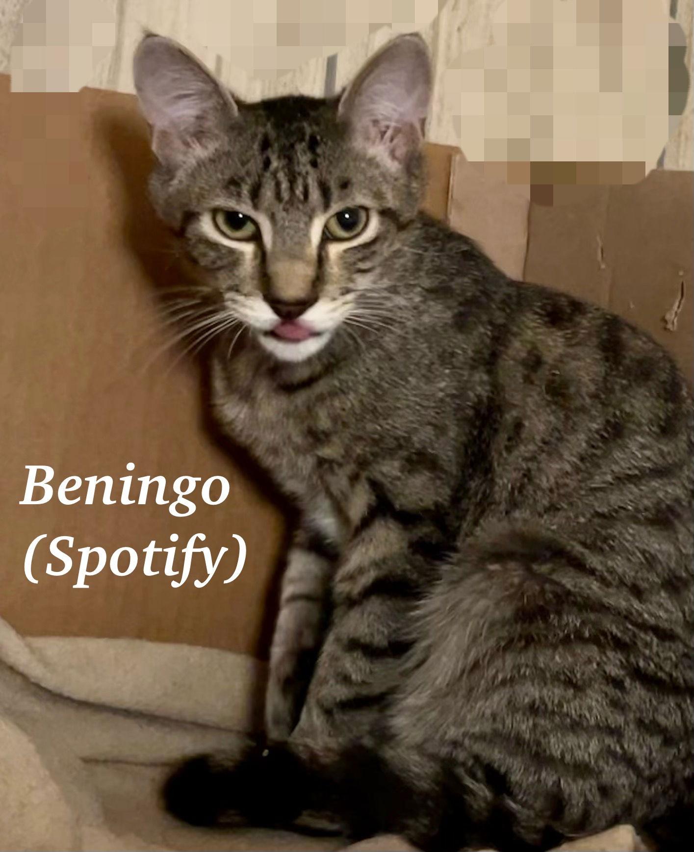 Beningo, Adoptable, Young Male Domestic Short Hair & Tabby.