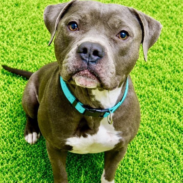 Enlarge Nathan, a ADOPTABLE mixed breed in Battle Creek, MI image 1/1