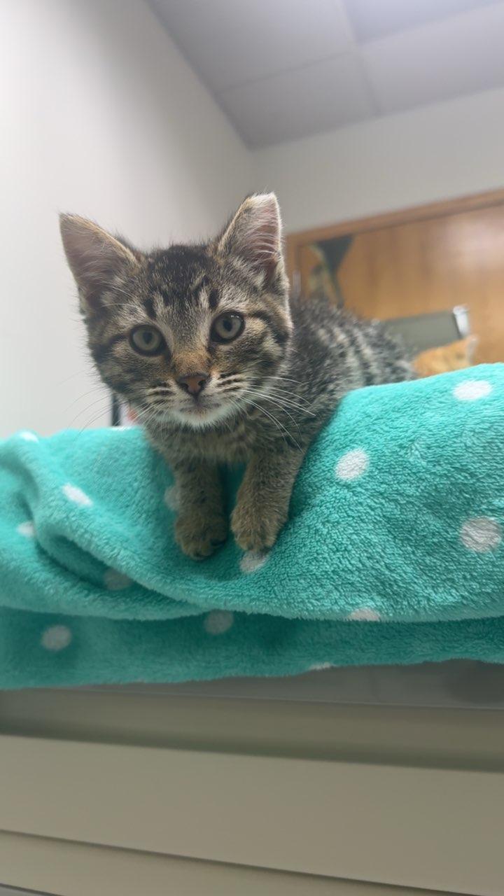 Enlarge #706 - Hyde, a ADOPTABLE Domestic Short Hair in Sunset Hills, MO image 4/5