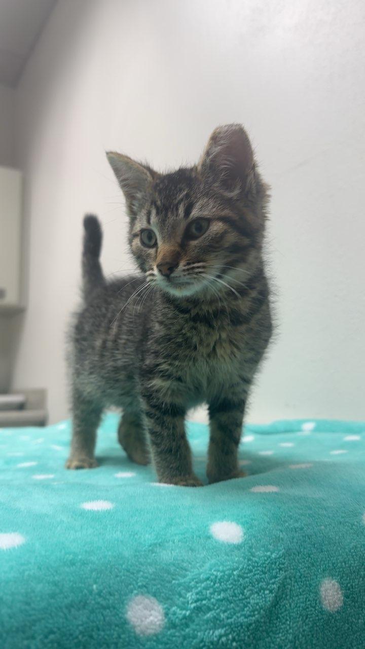 Enlarge #706 - Hyde, a ADOPTABLE Domestic Short Hair in Sunset Hills, MO image 5/5