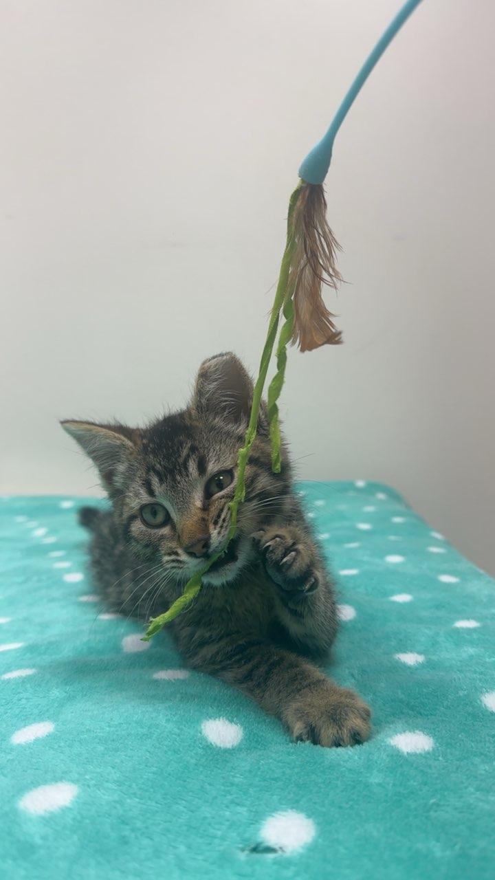 #706 - Hyde, ADOPTABLE, Young Male Domestic Short Hair.