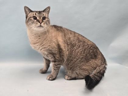 Mia, Adoptable, Senior Female Domestic Short Hair & Domestic Short Hair.