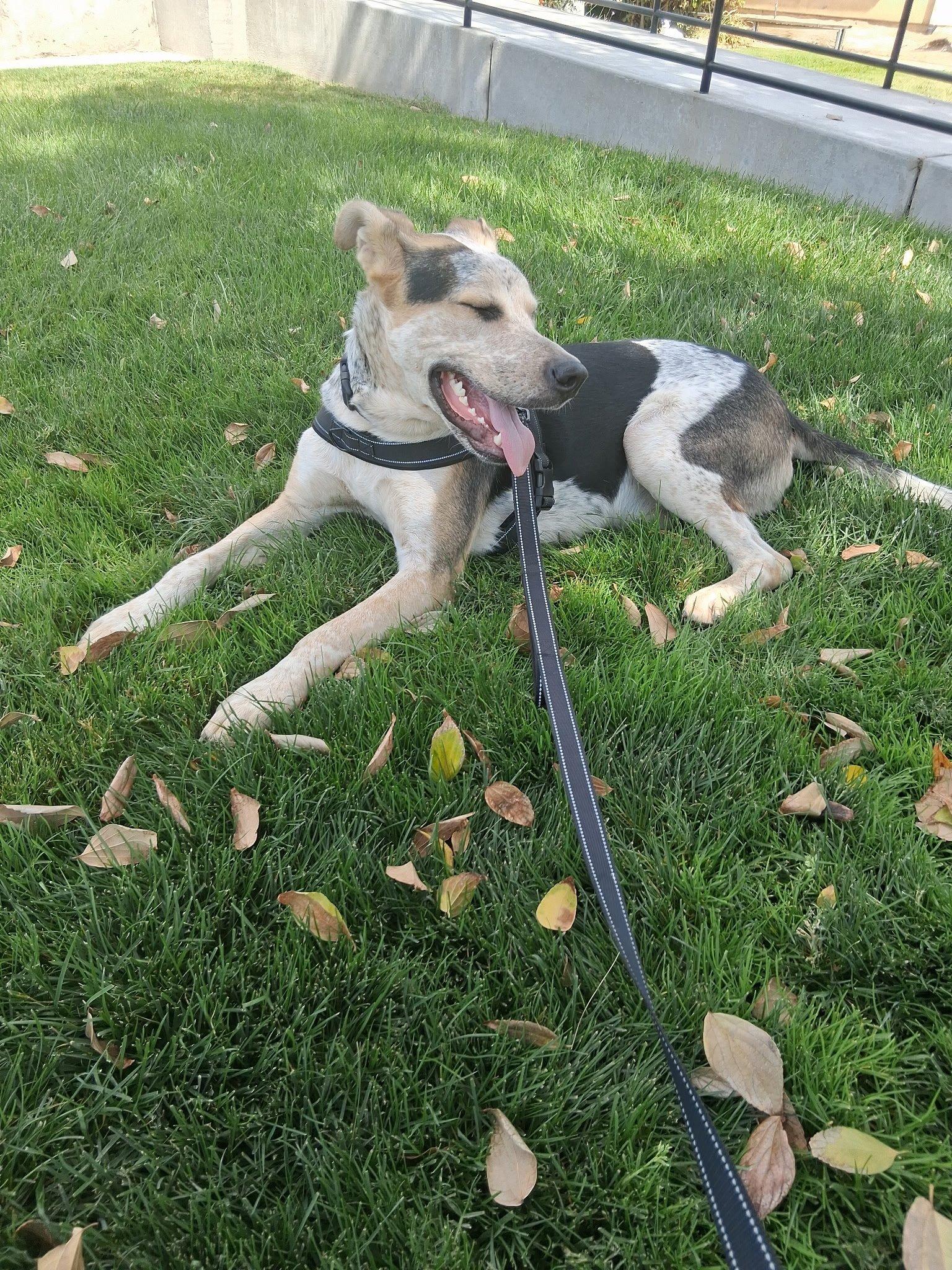 Enlarge Oreo, a Adoptable Great Dane in Santa Clara, CA image 4/5