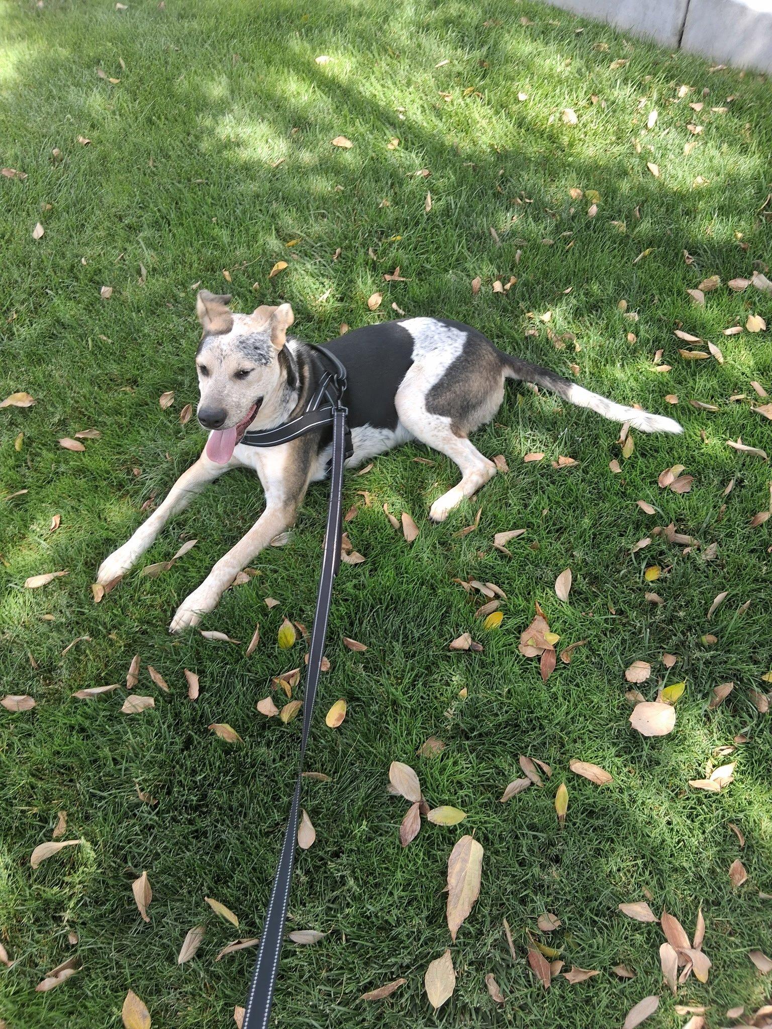 Enlarge Oreo, a Adoptable Great Dane in Santa Clara, CA image 5/5