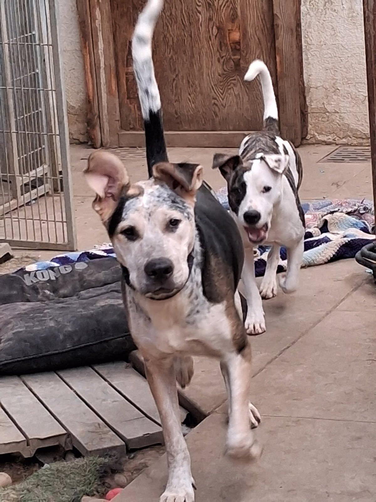 Enlarge Oreo, a Adoptable Great Dane in Santa Clara, CA image 3/5