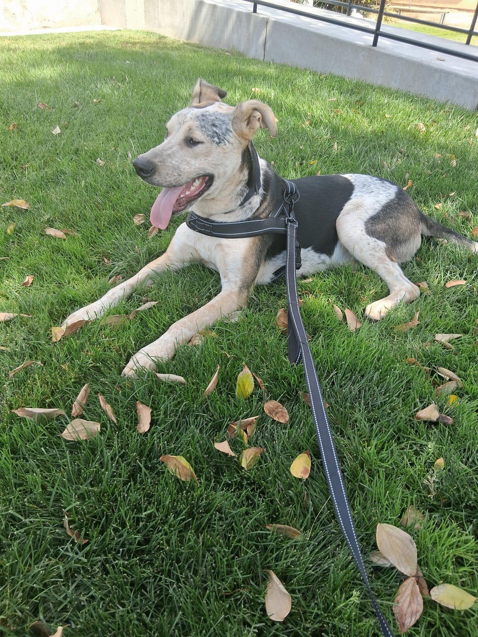 Oreo, Adoptable, Young Male Great Dane.
