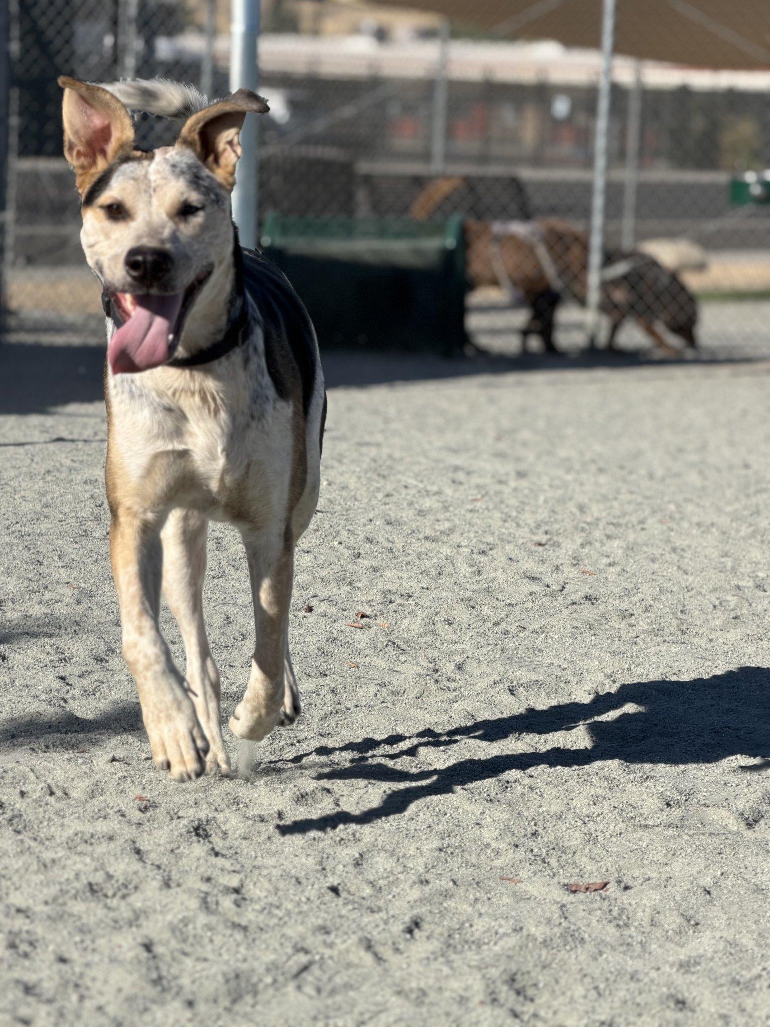 Enlarge Oreo, a Adoptable Great Dane in Santa Clara, CA image 2/5