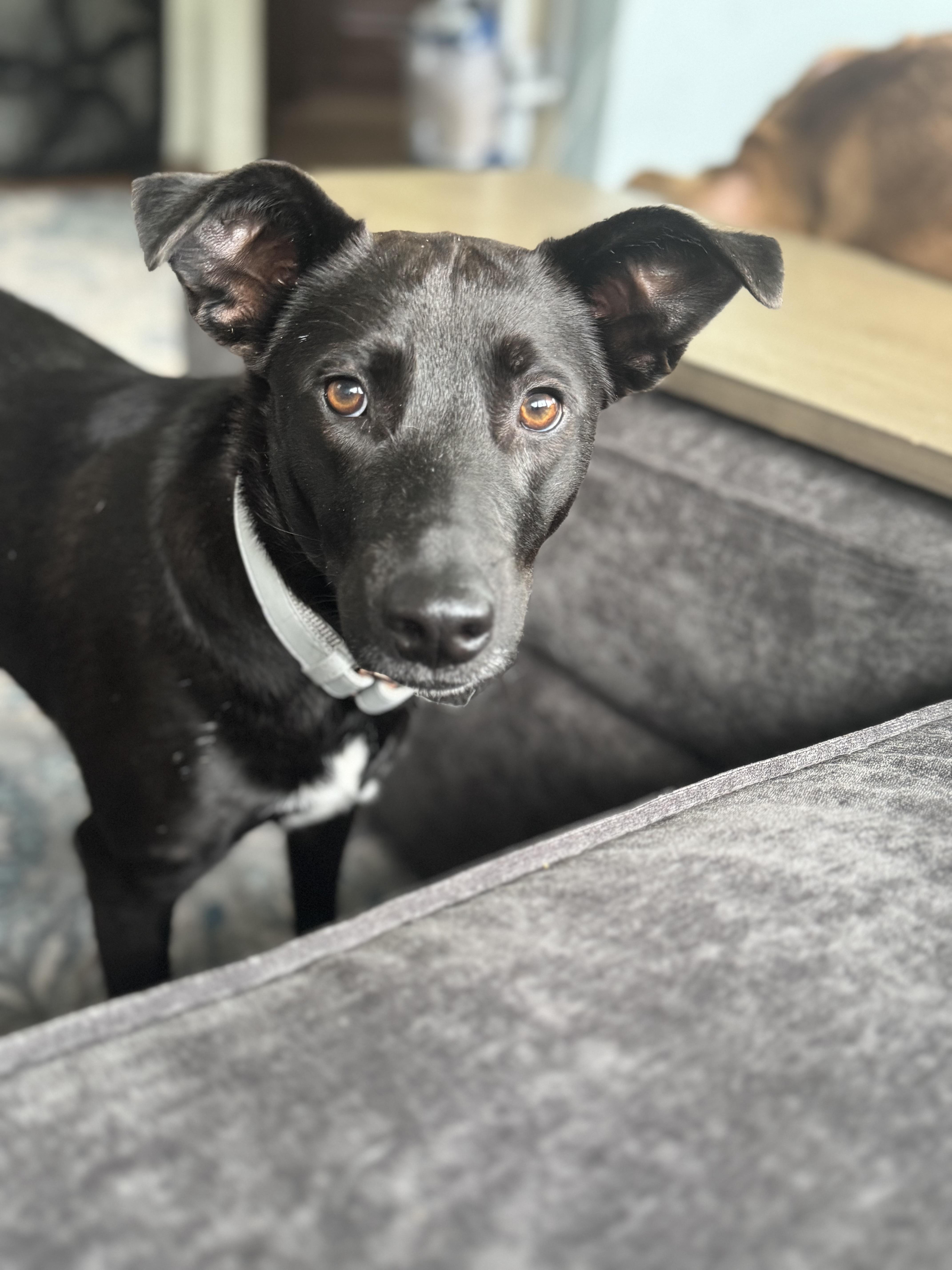 Sweetie Marie, a Adopted mixed breed in Chelmsford, MA image 1/4