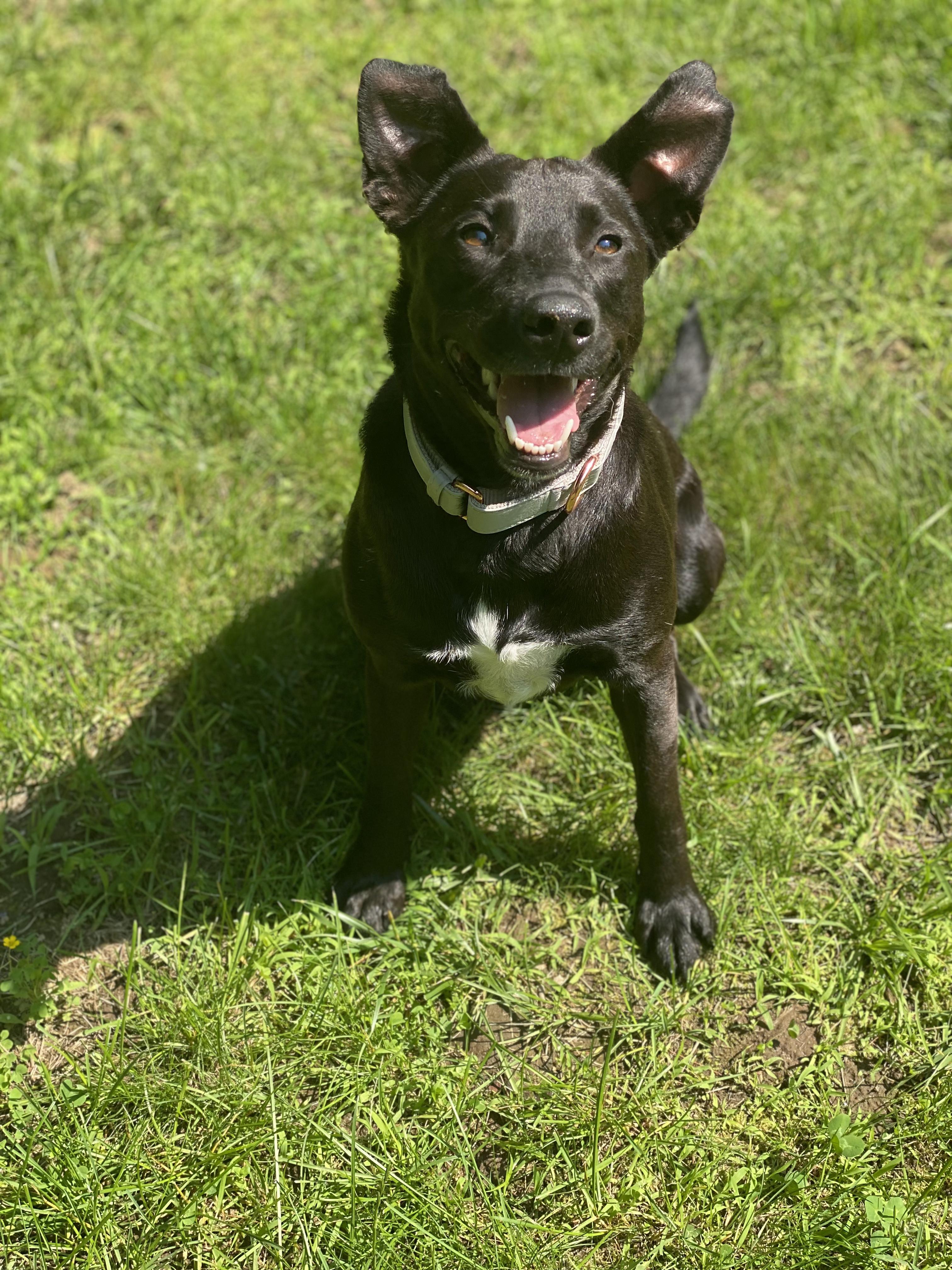 Sweetie Marie, a Adopted mixed breed in Chelmsford, MA image 2/4