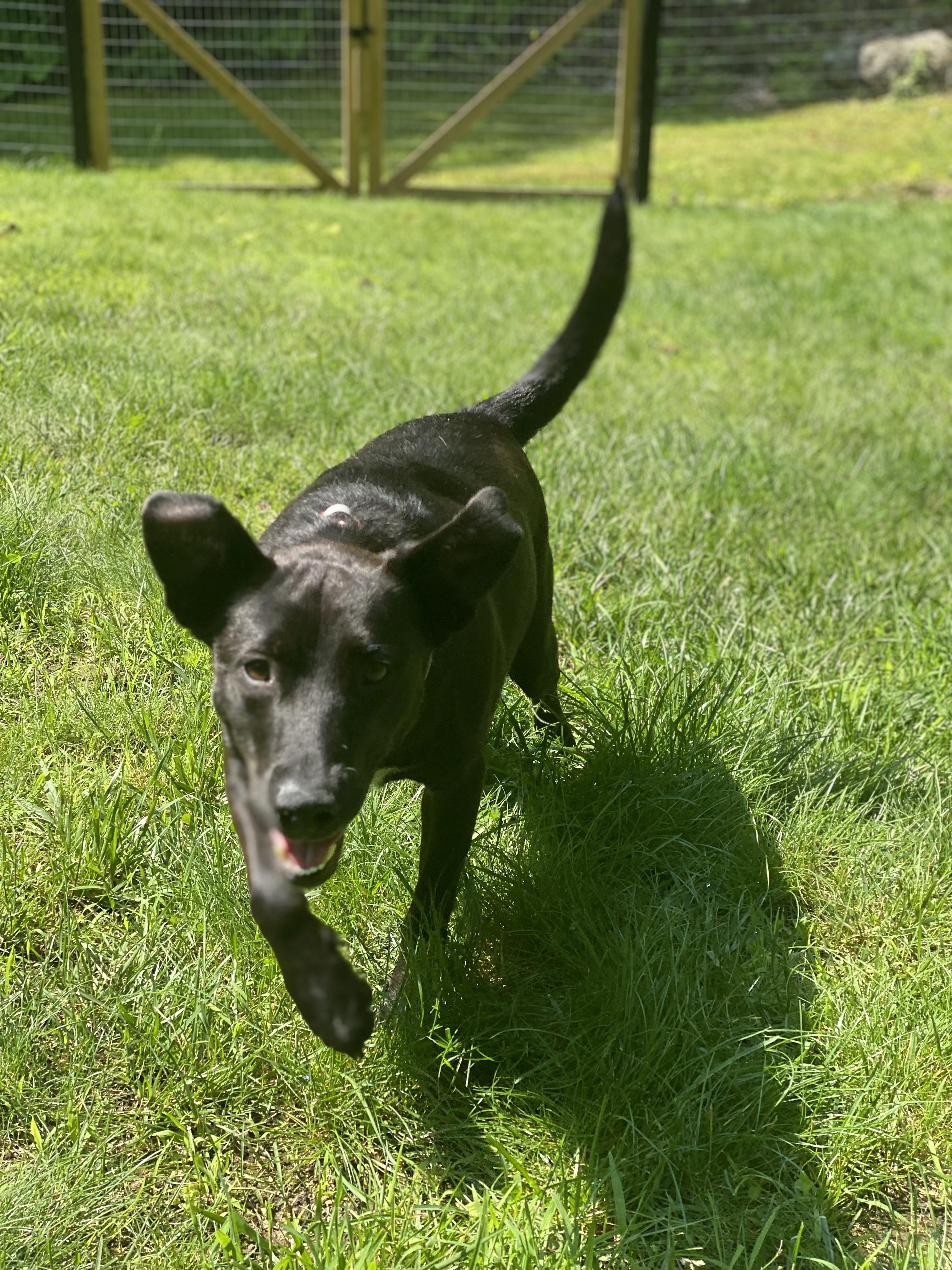 Sweetie Marie, a Adopted mixed breed in Chelmsford, MA image 3/4
