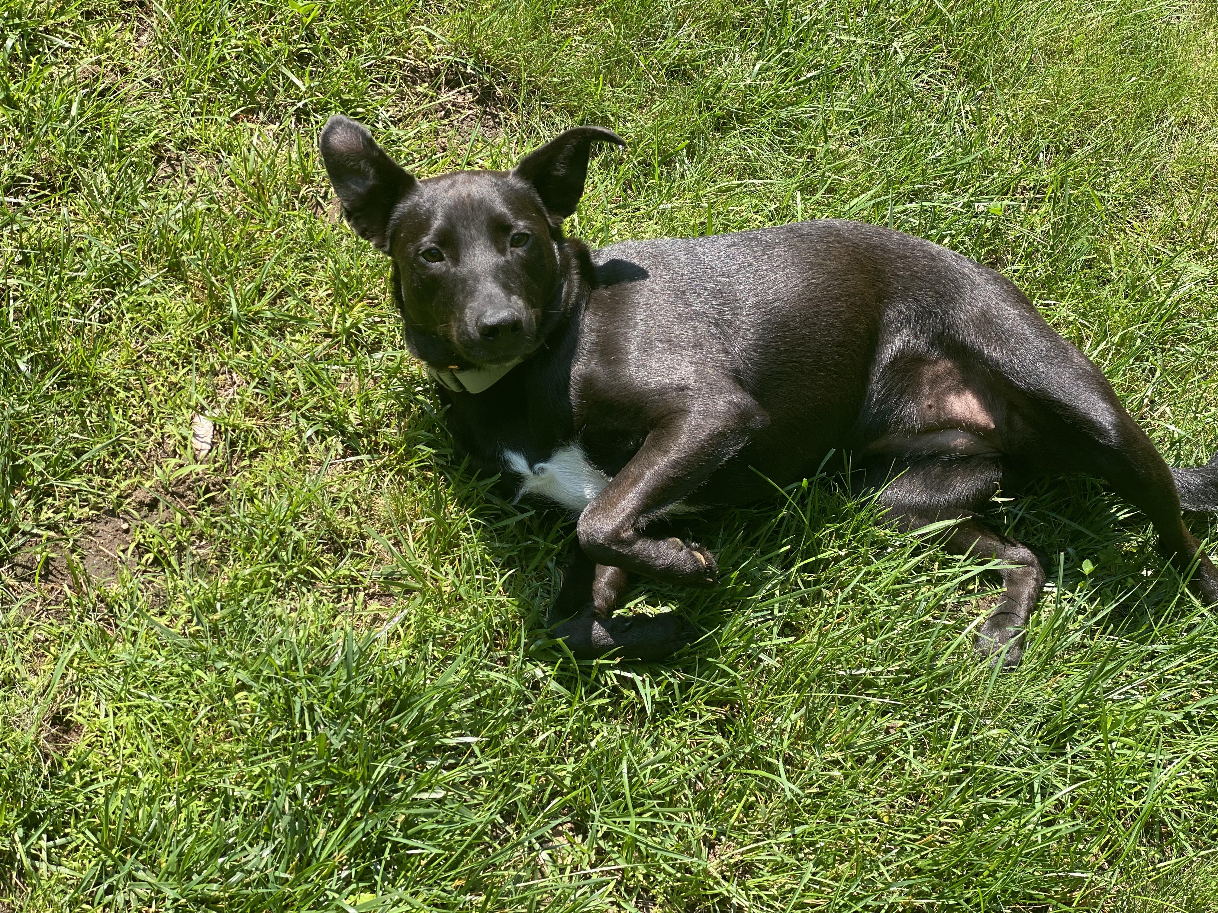 Sweetie Marie, a Adopted mixed breed in Chelmsford, MA image 4/4