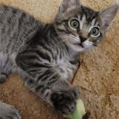 Leo-2, an adoptable Domestic Short Hair in Blackfoot, ID, 83221 | Photo Image 1