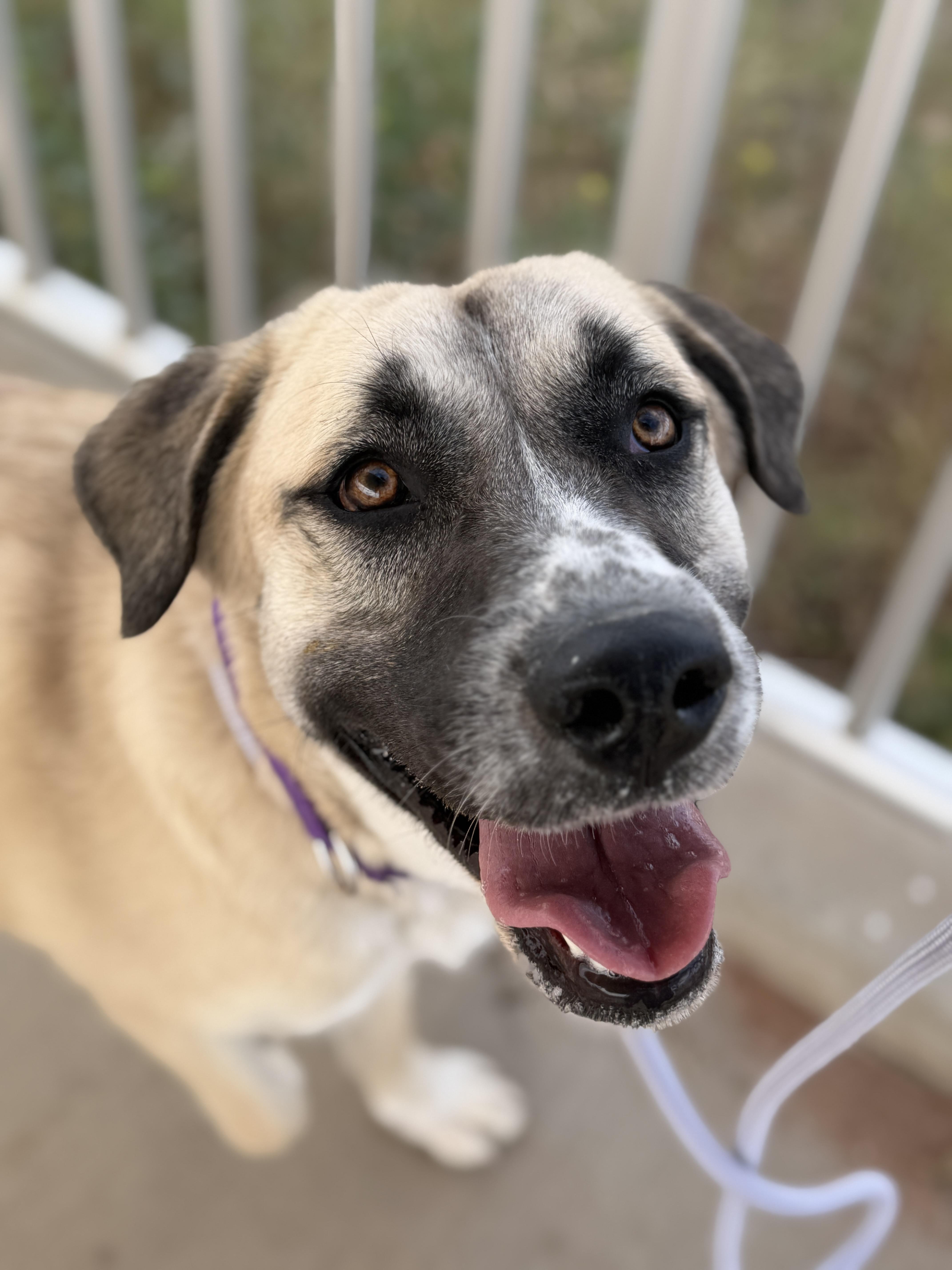 Chloe, an adoption pending mixed breed in Sierra Vista, AZ image 4/4