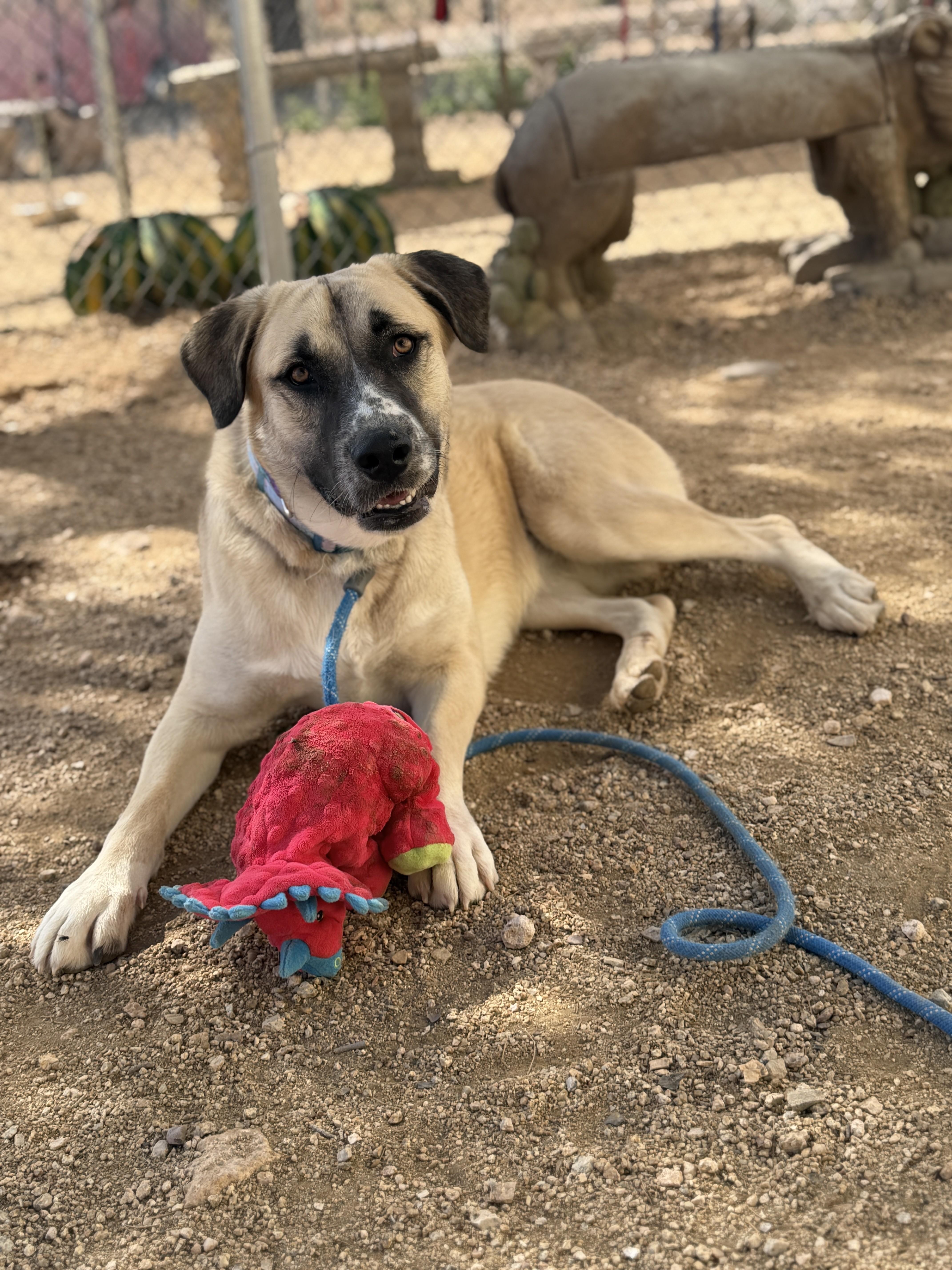 Chloe, an adoption pending mixed breed in Sierra Vista, AZ image 2/4