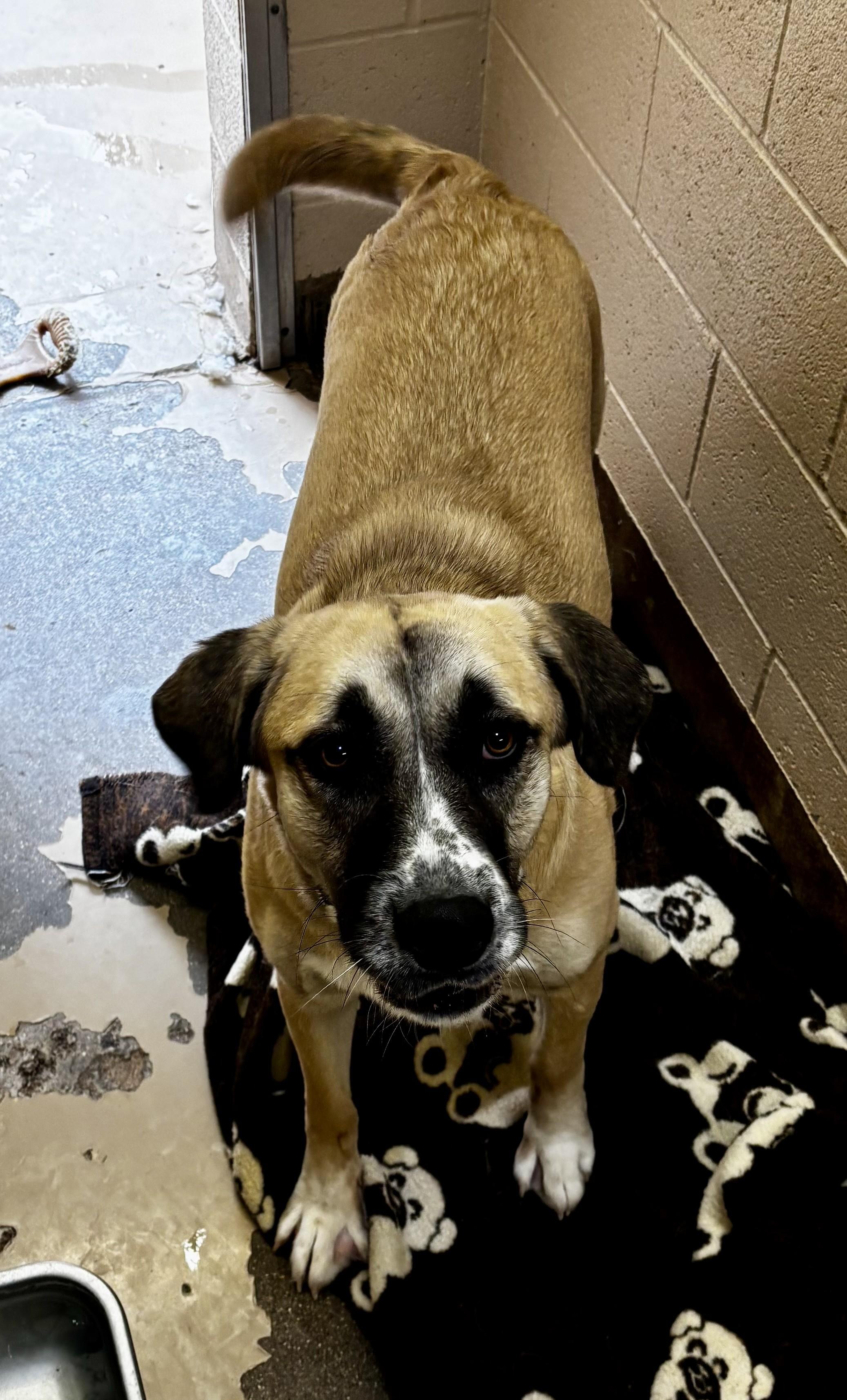 Chloe, an adoption pending mixed breed in Sierra Vista, AZ image 3/4