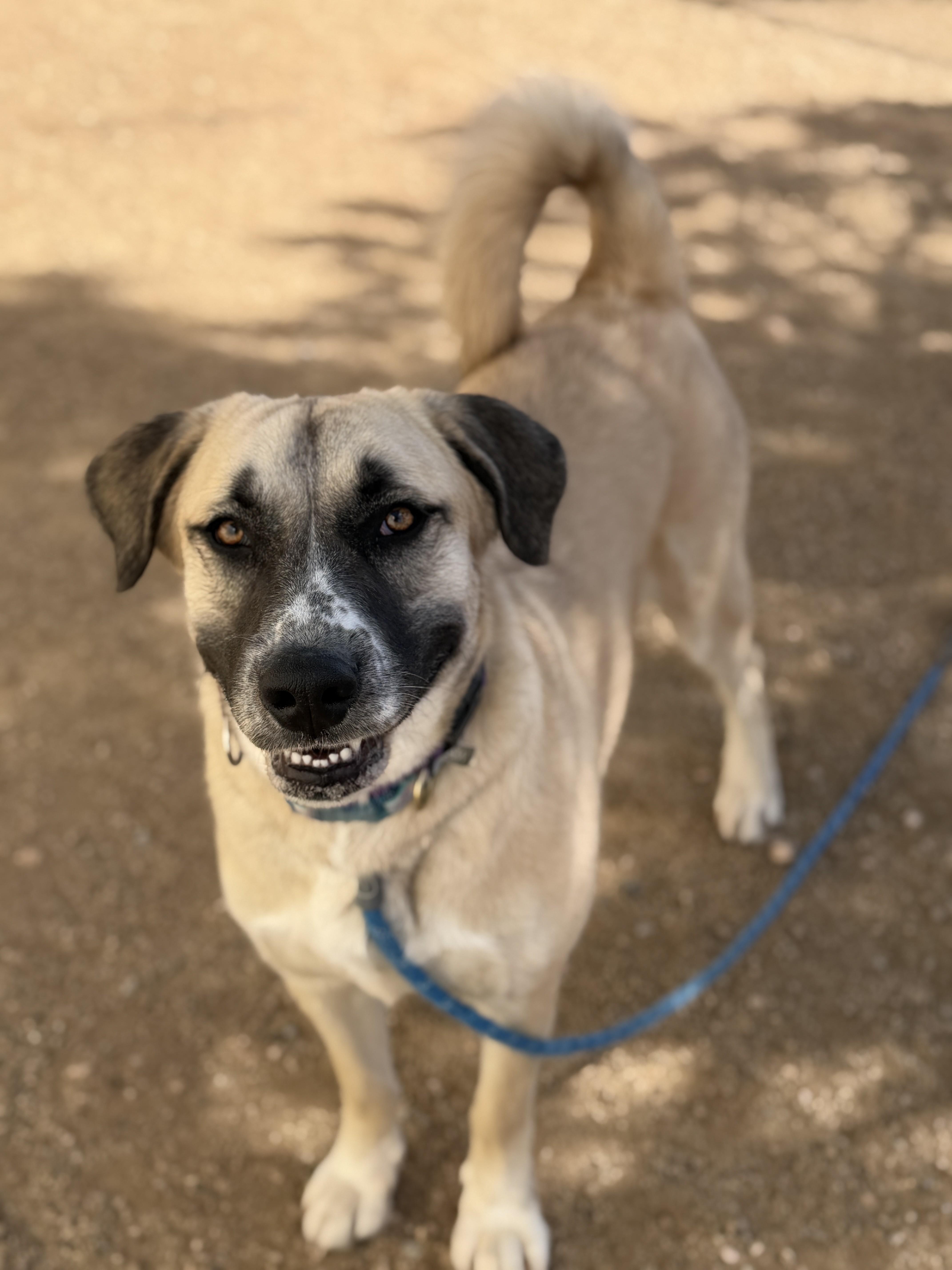 Chloe, ADOPTABLE, Young Female Great Pyrenees & Shepherd.