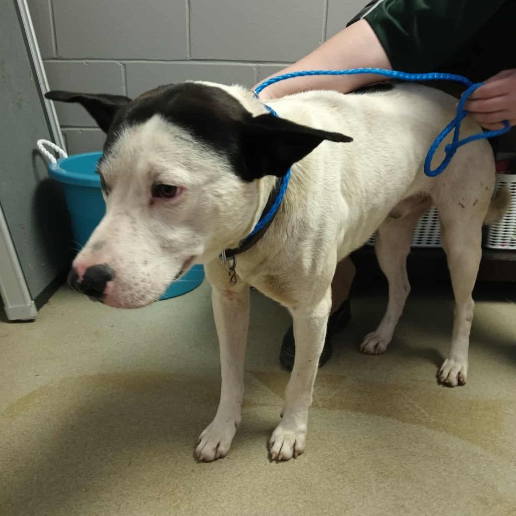 Spot, a Adoptable Mixed Breed in Valley, AL image 1/6