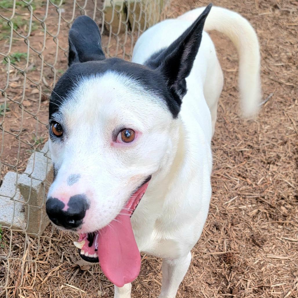 Enlarge Spot, a Adoptable Mixed Breed in Valley, AL image 2/6
