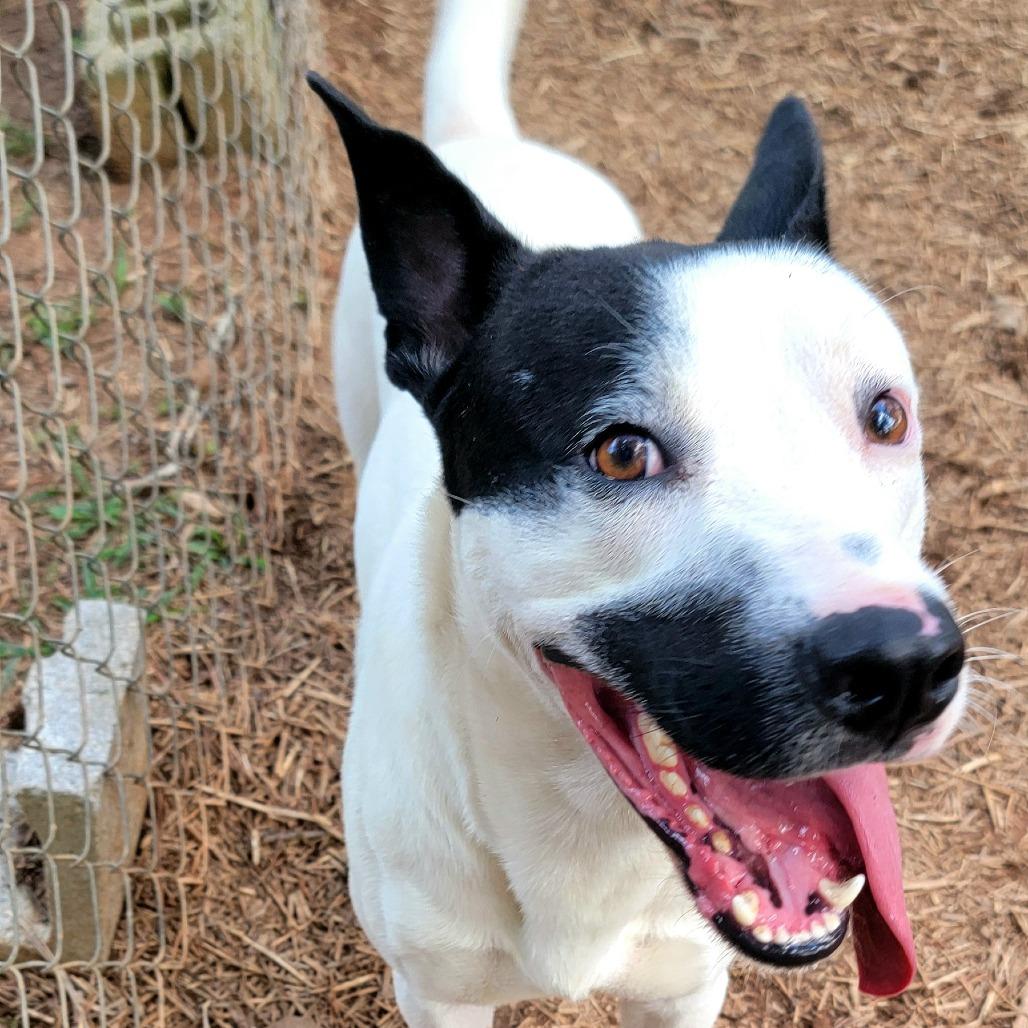 Spot, Adoptable, Adult Male Mixed Breed.
