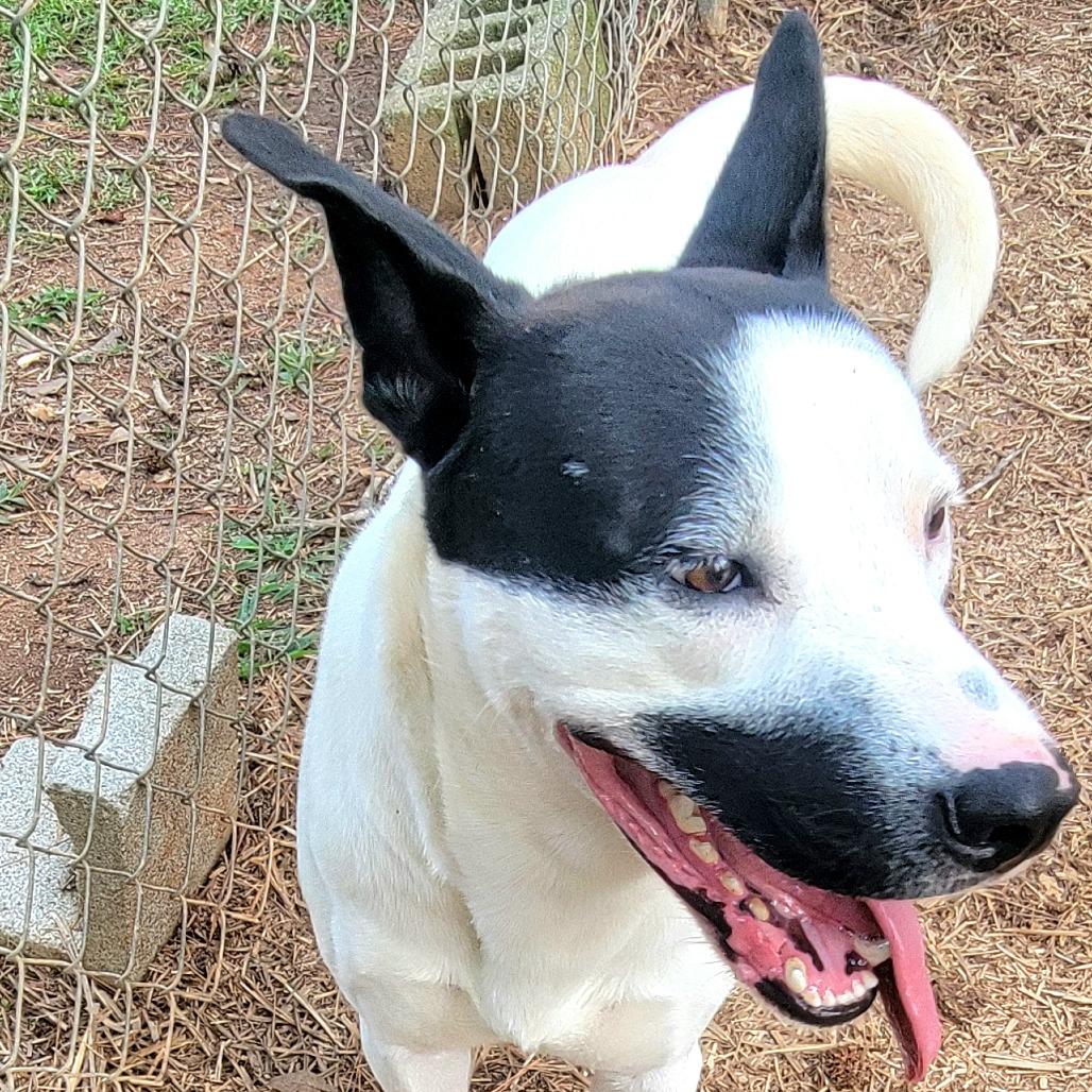 Spot, a Adoptable Mixed Breed in Valley, AL image 4/6