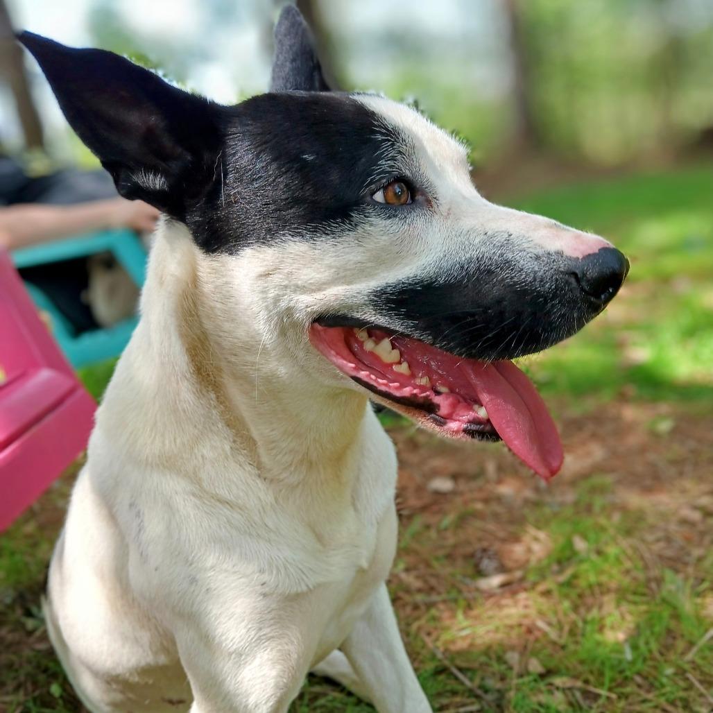 Spot, a Adoptable Mixed Breed in Valley, AL image 4/6
