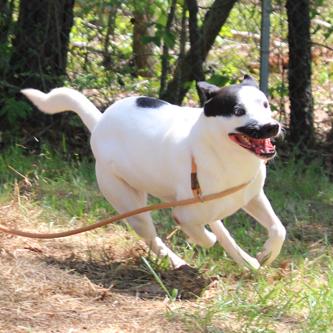 Spot, a Adoptable Mixed Breed in Valley, AL image 4/6