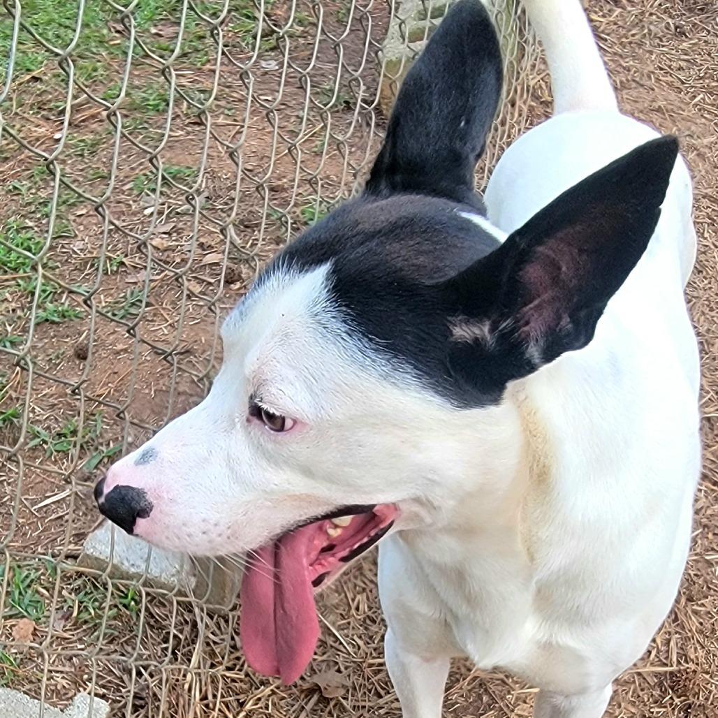 Spot, a Adoptable Mixed Breed in Valley, AL image 6/6