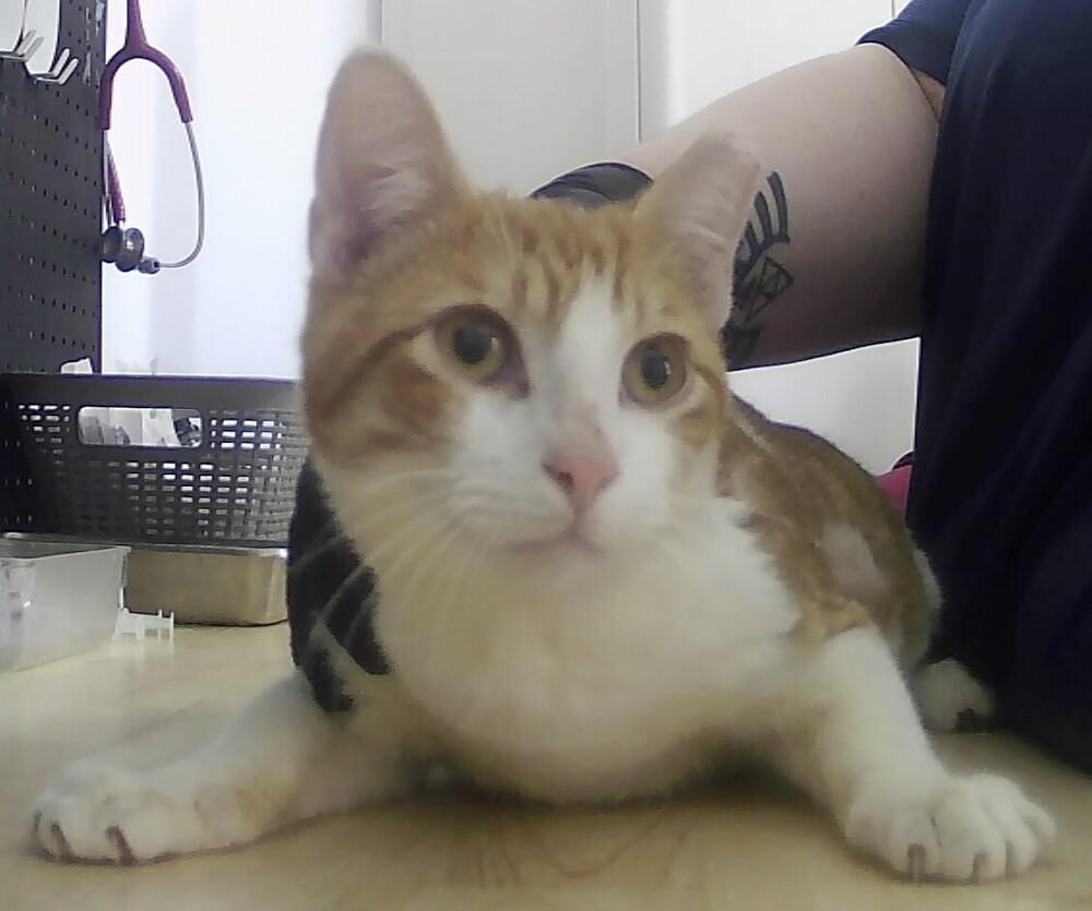 Enlarge Oliver, a Adoptable Domestic Short Hair in Anoka, MN image 1/1