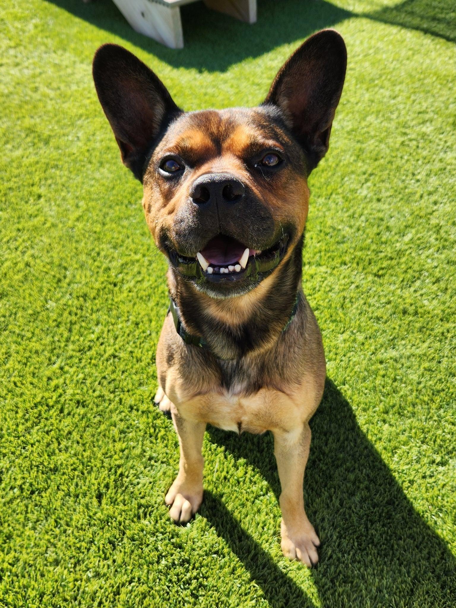 Louie, Adoptable, Adult Male French Bulldog & Australian Cattle Dog / Blue Heeler.