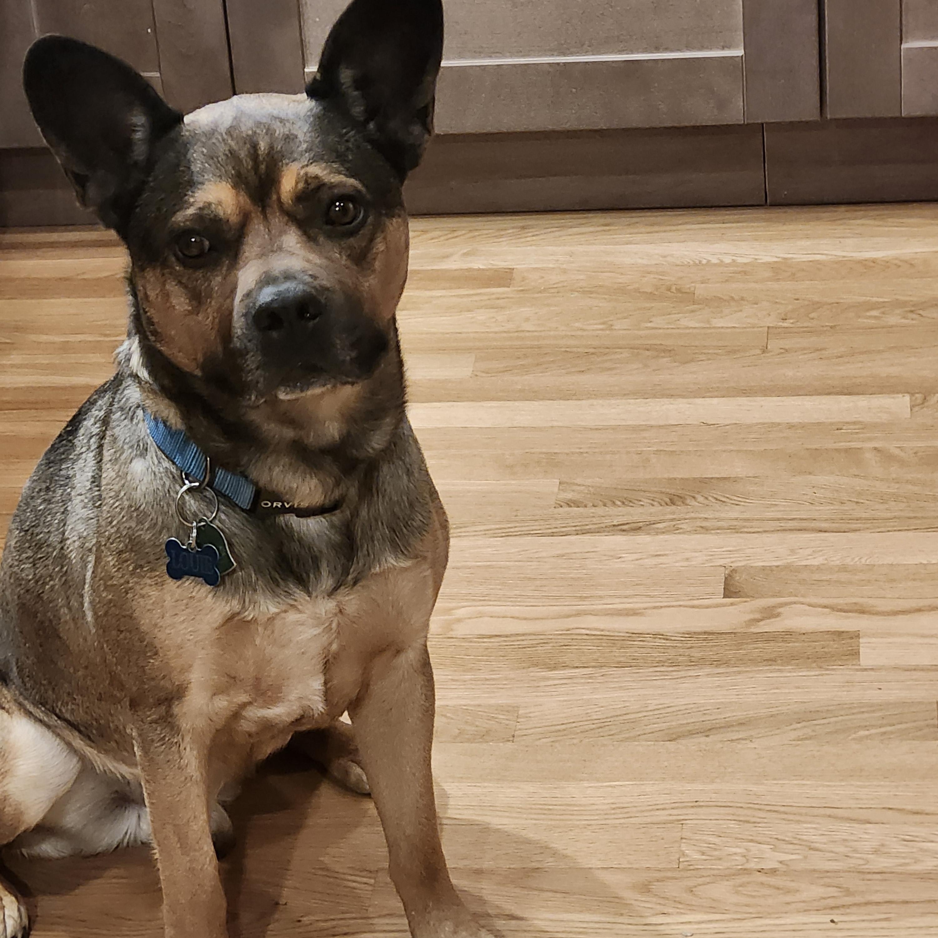 Louie, an adopted mixed breed in Cedar Rapids, IA image 4/6