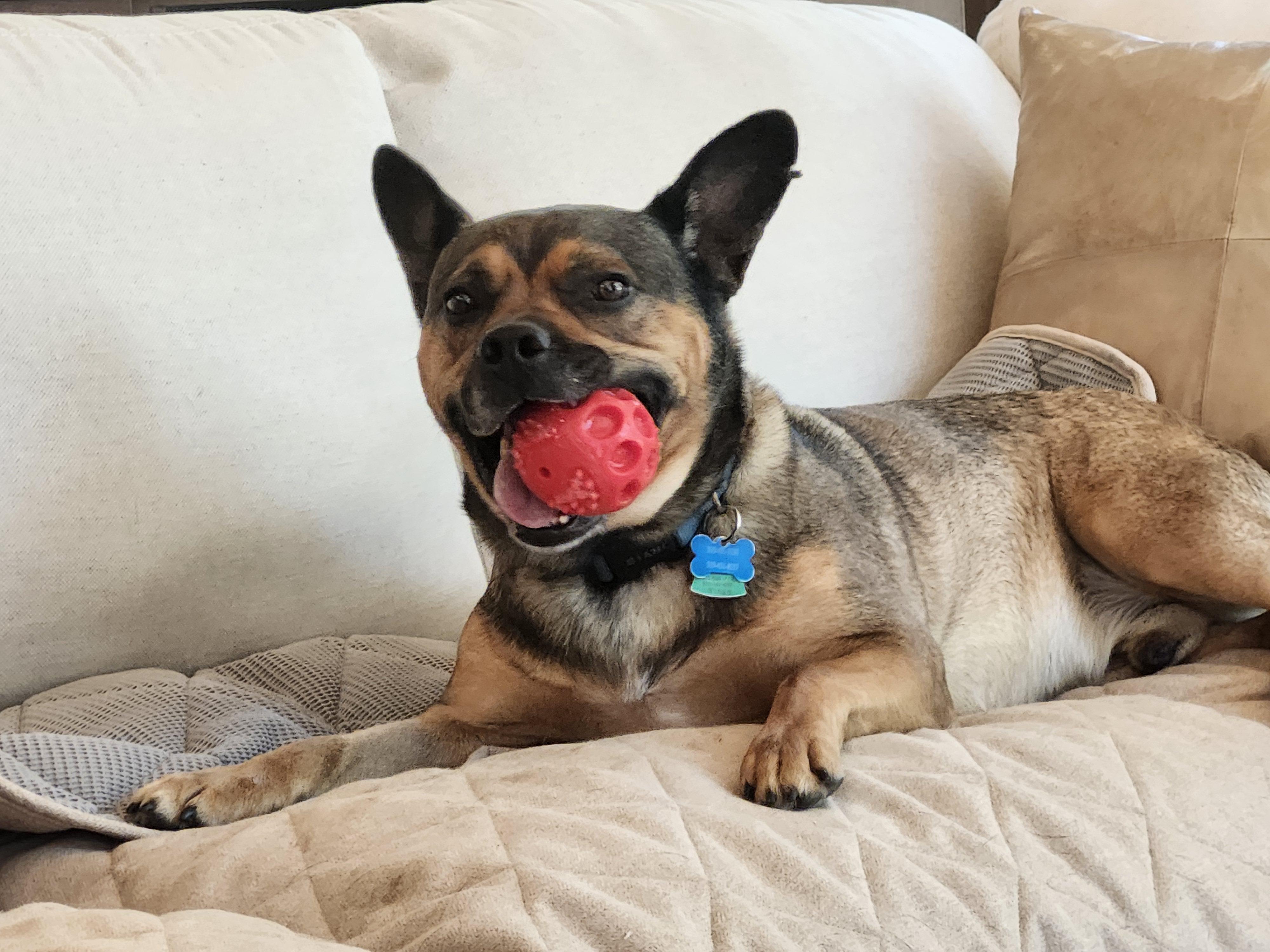 Louie, an adopted mixed breed in Cedar Rapids, IA image 3/6