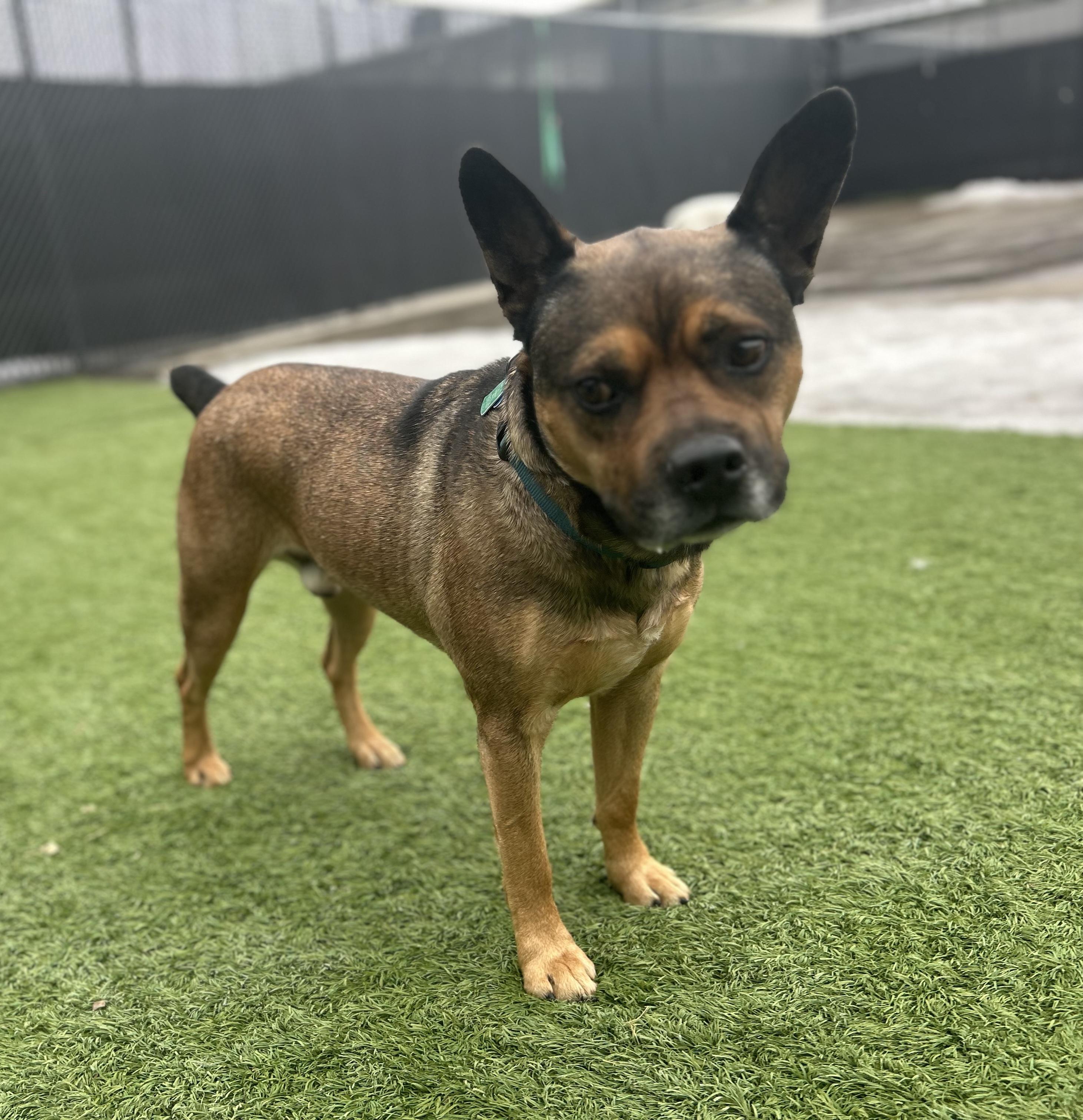 Louie, an adopted mixed breed in Cedar Rapids, IA image 6/6