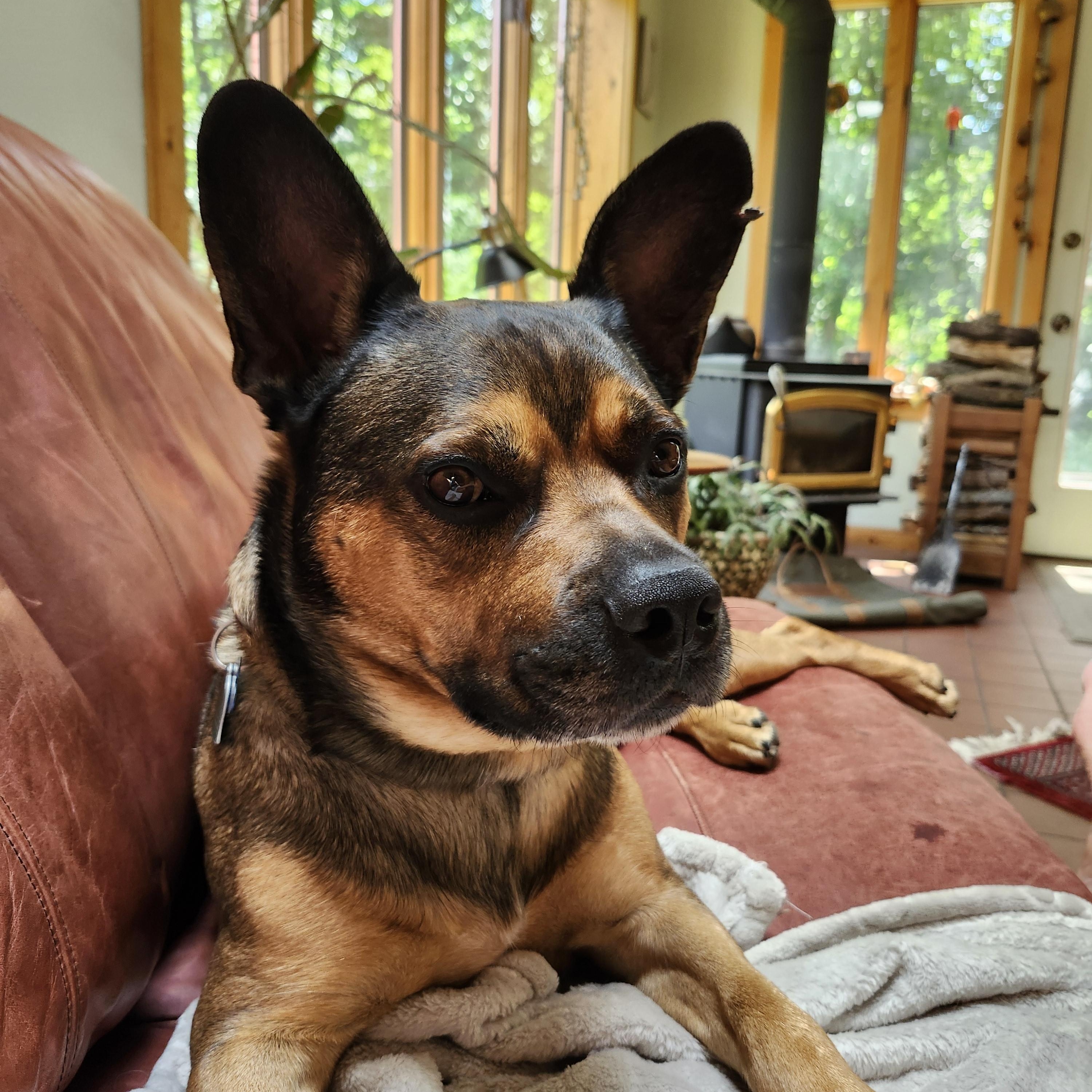 Louie, an adopted mixed breed in Cedar Rapids, IA image 5/6