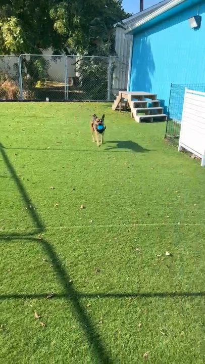 Enlarge Louie, an adopted mixed breed in Cedar Rapids, IA video 2/6