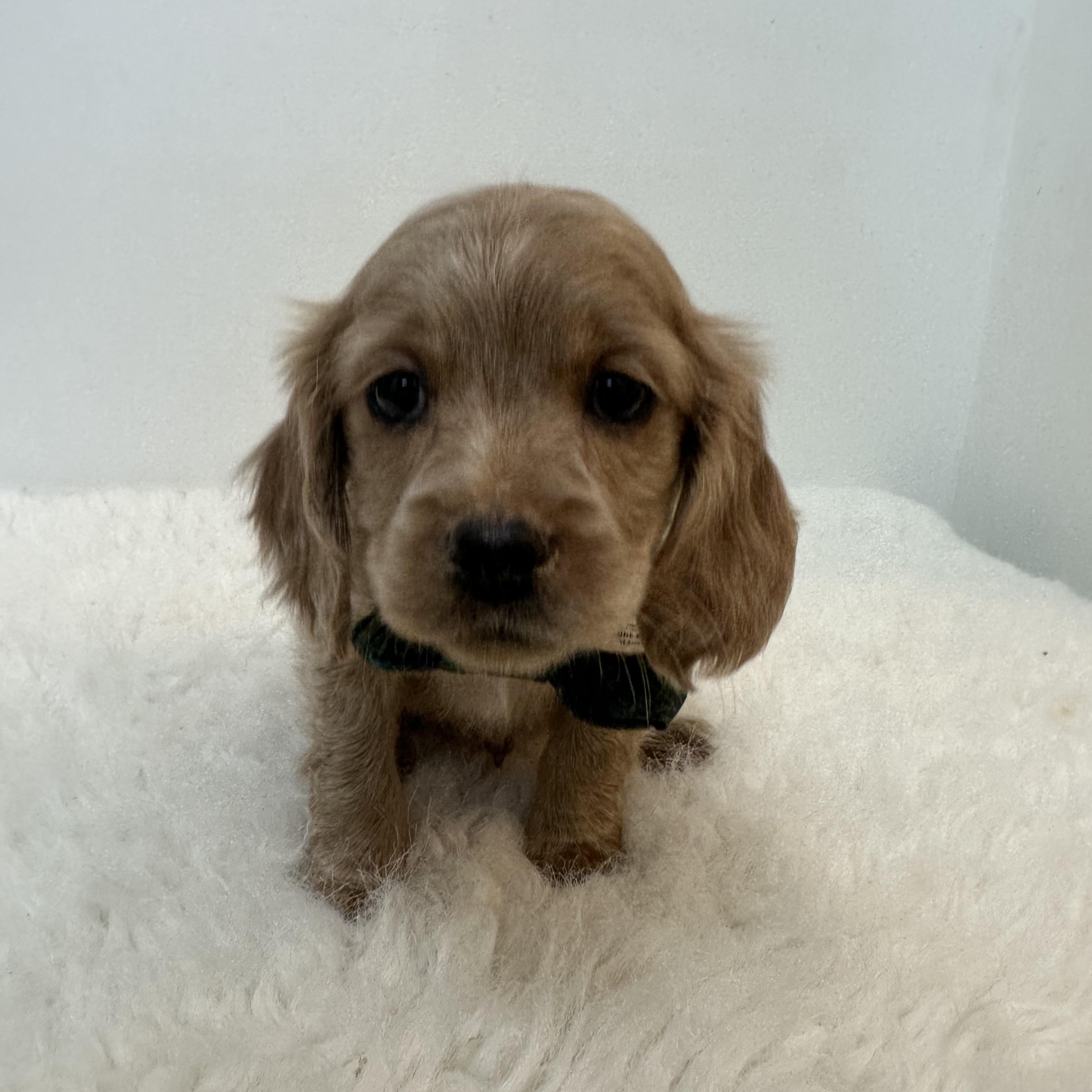 Enlarge Morris , an adopted Cockapoo in Wrightstown, NJ image 2/6