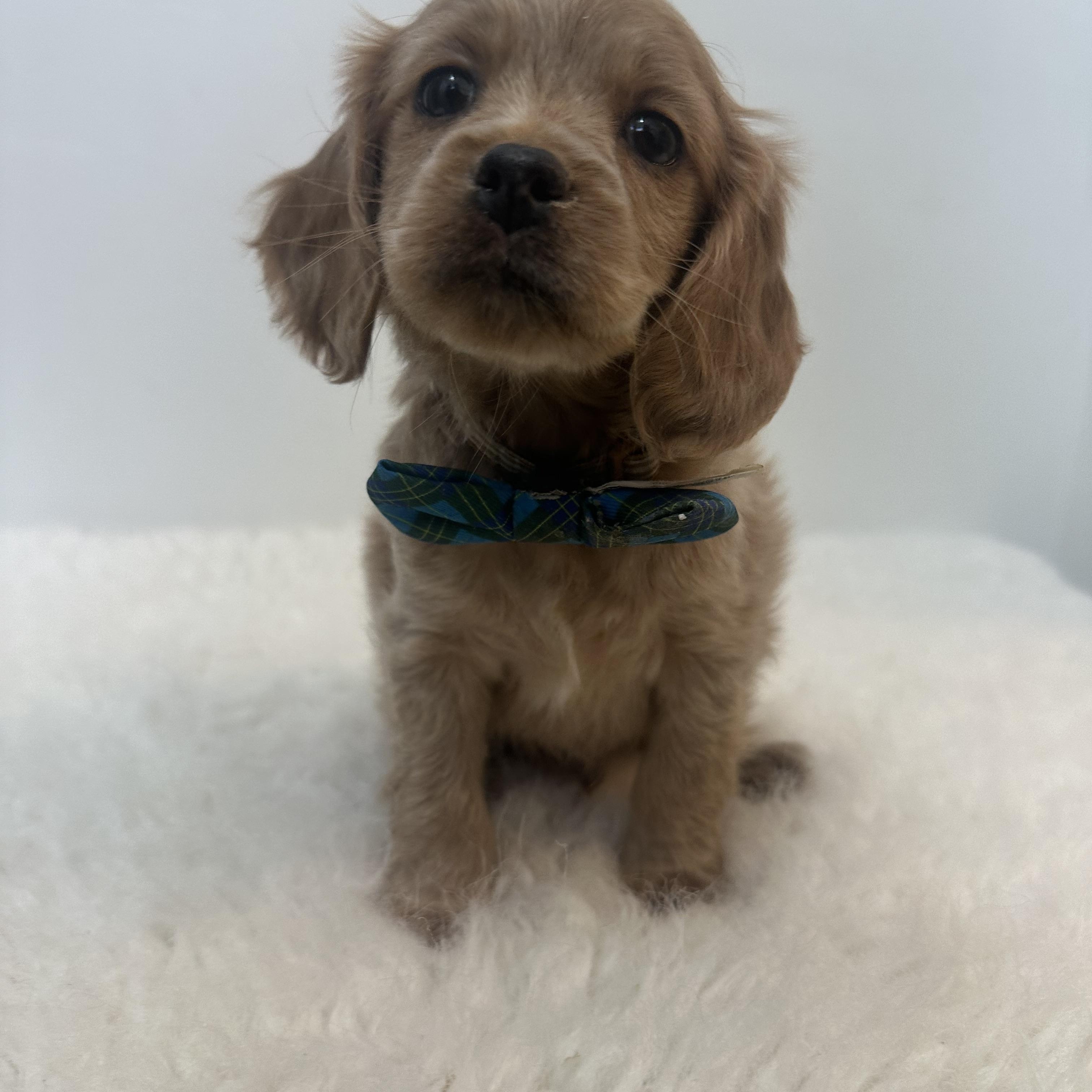 Enlarge Morris , an adopted Cockapoo in Wrightstown, NJ image 5/6