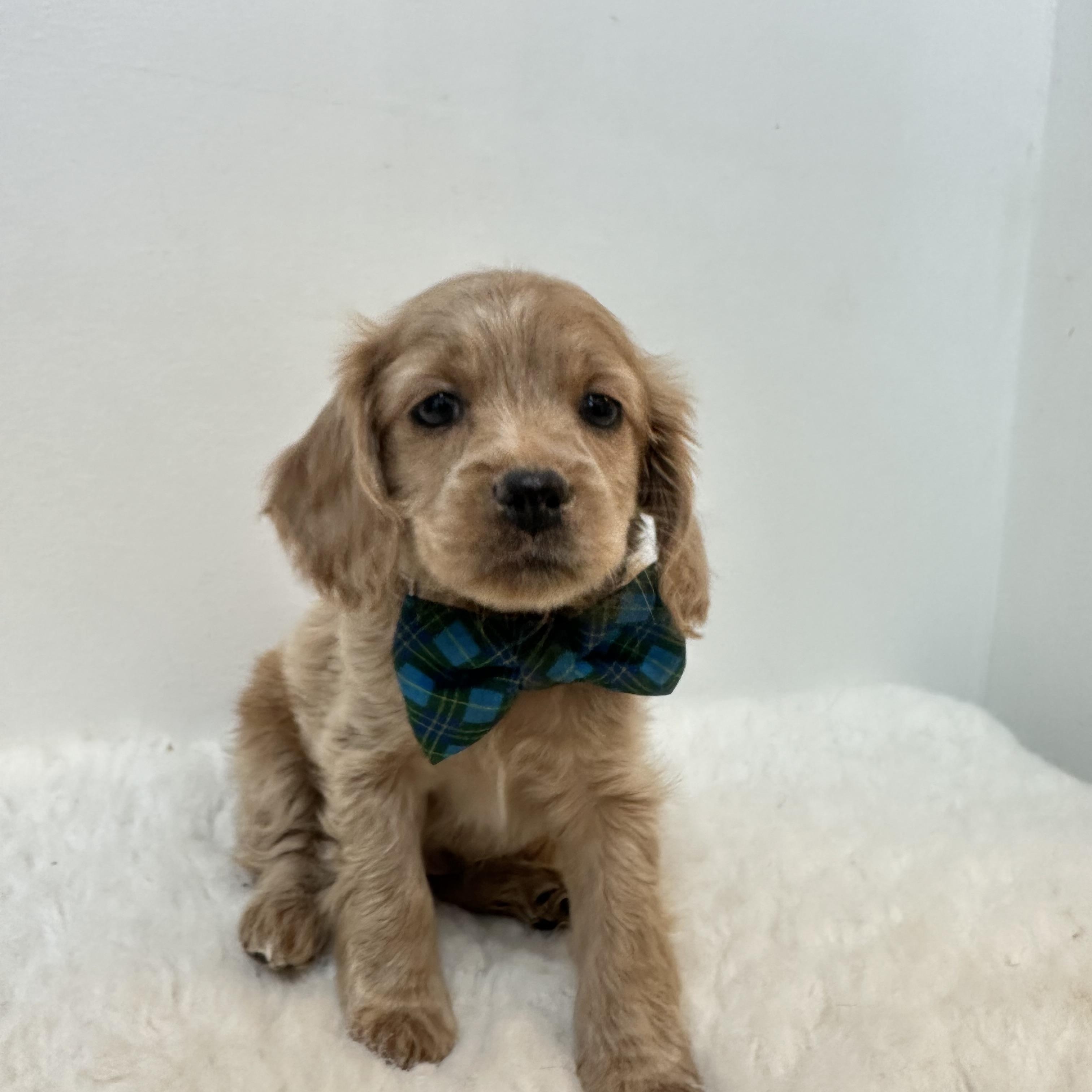 Enlarge Morris , an adopted Cockapoo in Wrightstown, NJ image 3/6