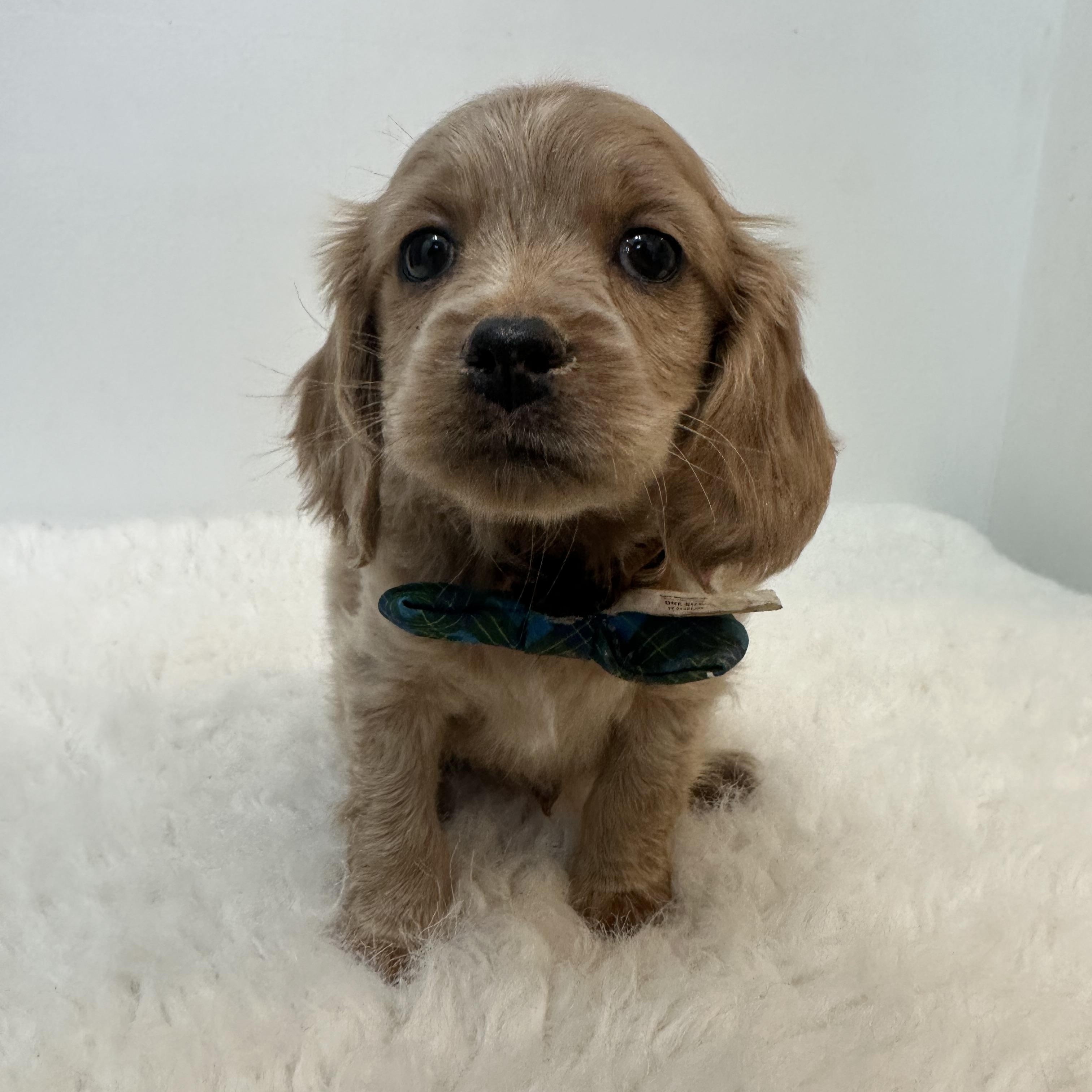 Enlarge Morris , an adopted Cockapoo in Wrightstown, NJ image 6/6