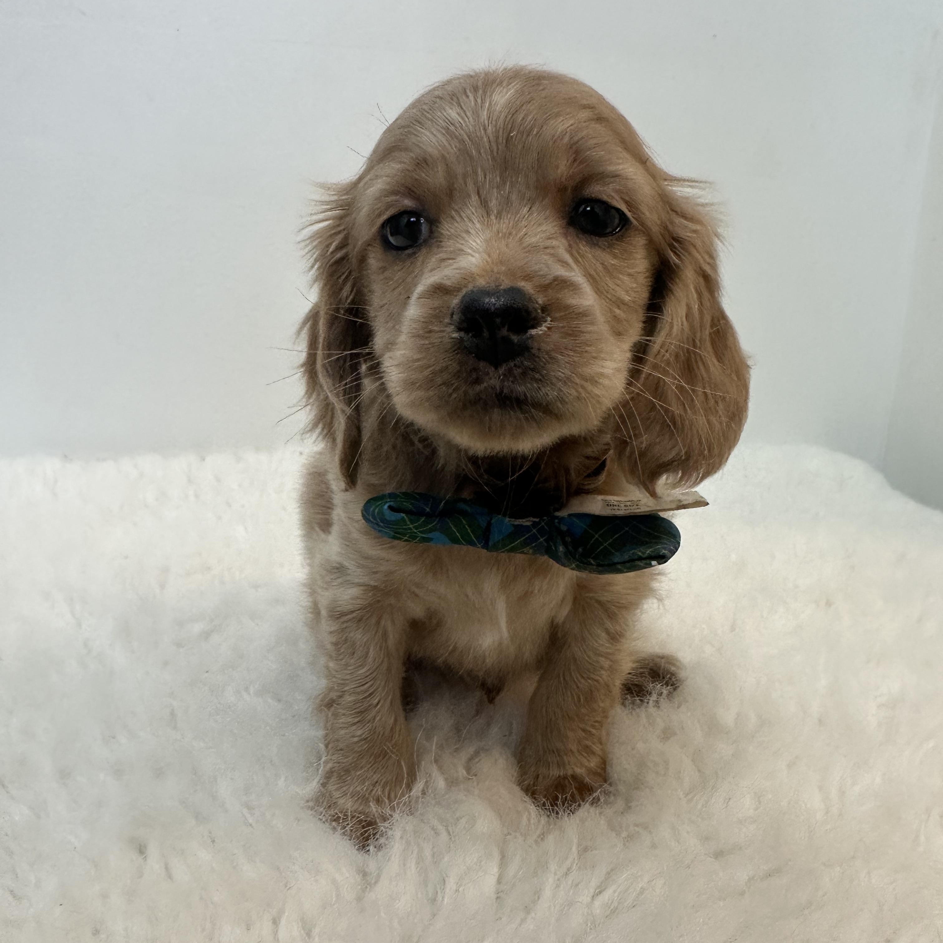 Enlarge Morris , an adopted Cockapoo in Wrightstown, NJ image 4/6