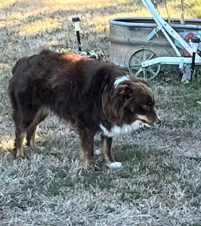 Snoopy, Adopted, Adult Male Australian Shepherd.