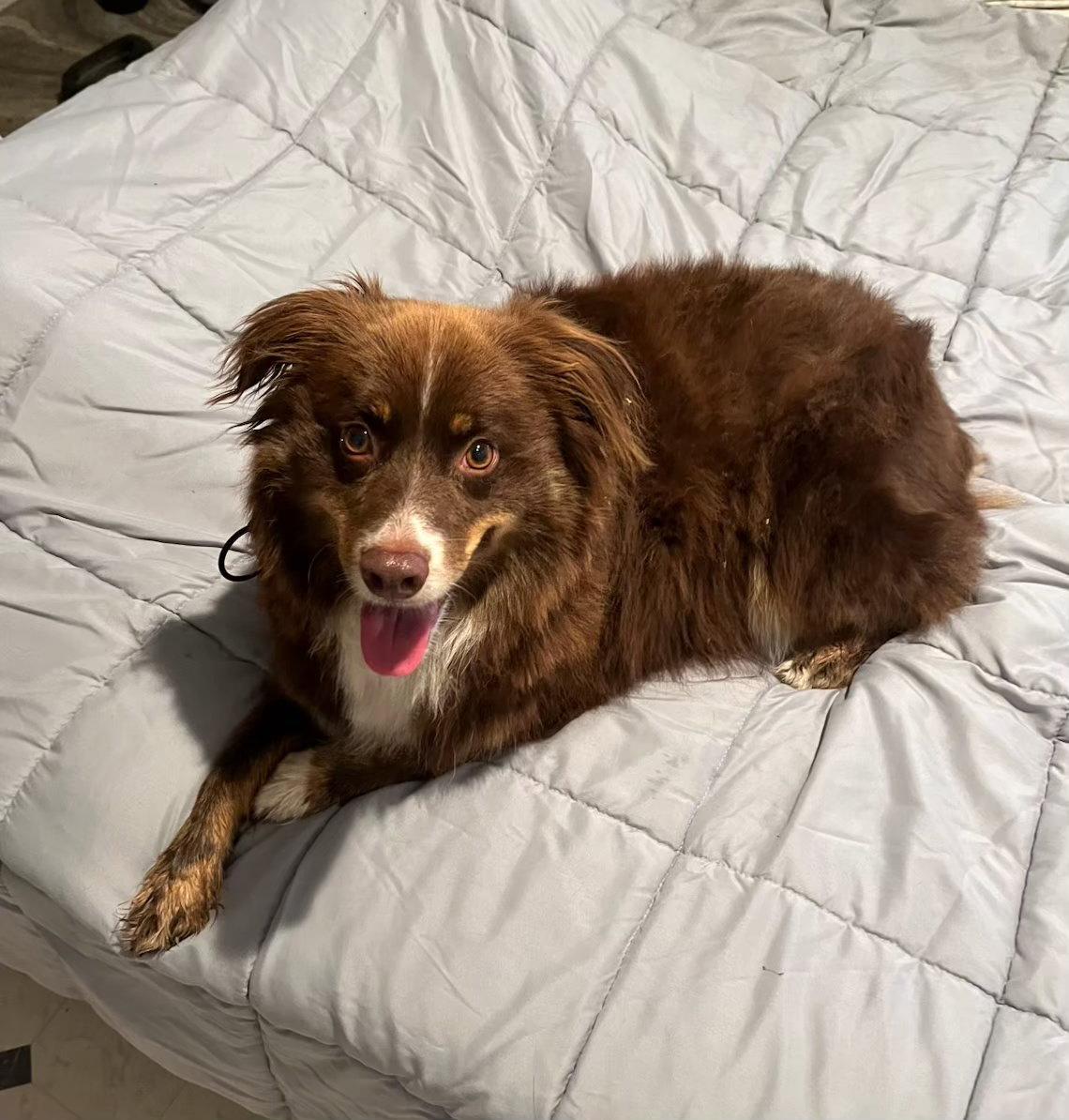 Enlarge Snoopy, a Adopted Australian Shepherd in Albany, OR image 2/3