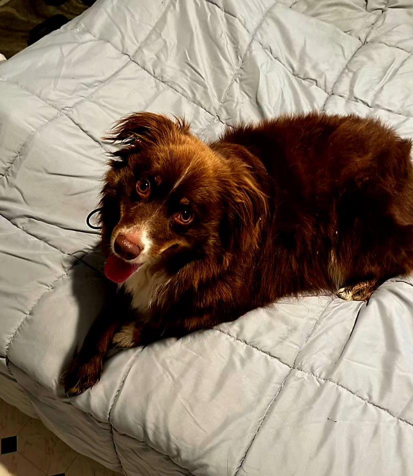 Enlarge Snoopy, a Adopted Australian Shepherd in Albany, OR image 3/3