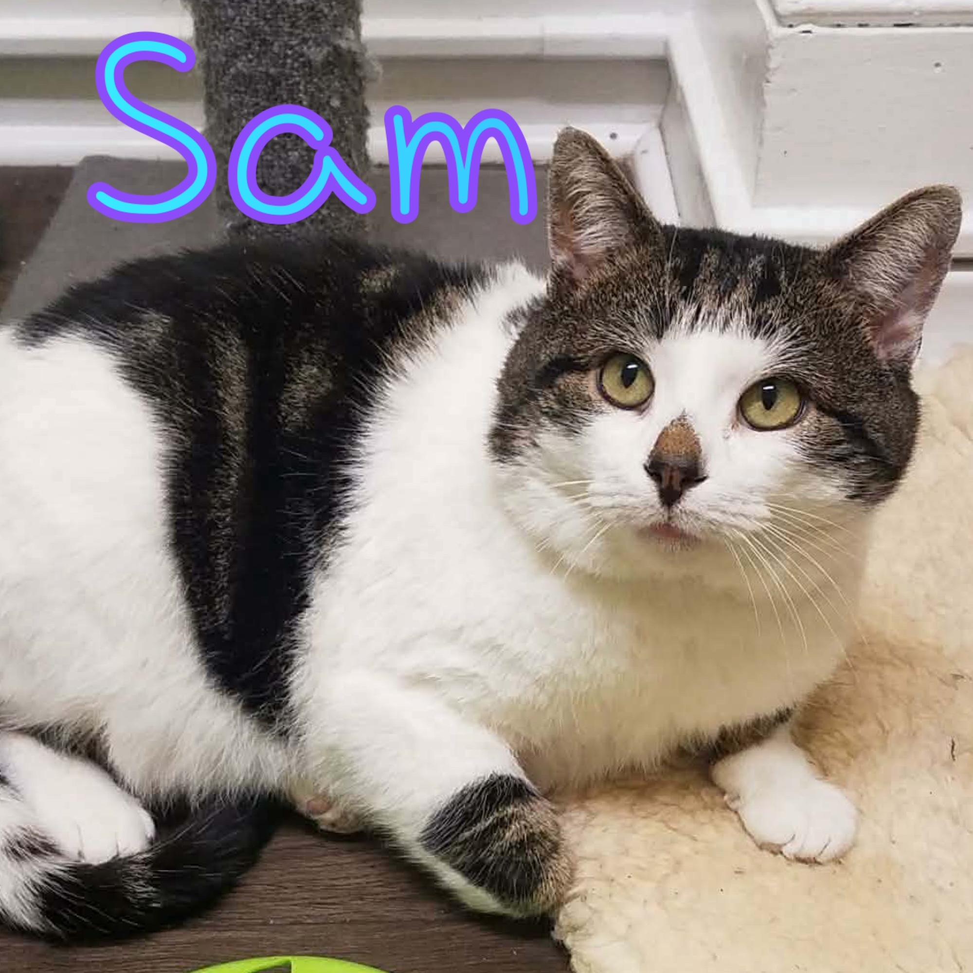 Sam, ADOPTABLE, Adult Male Domestic Short Hair.