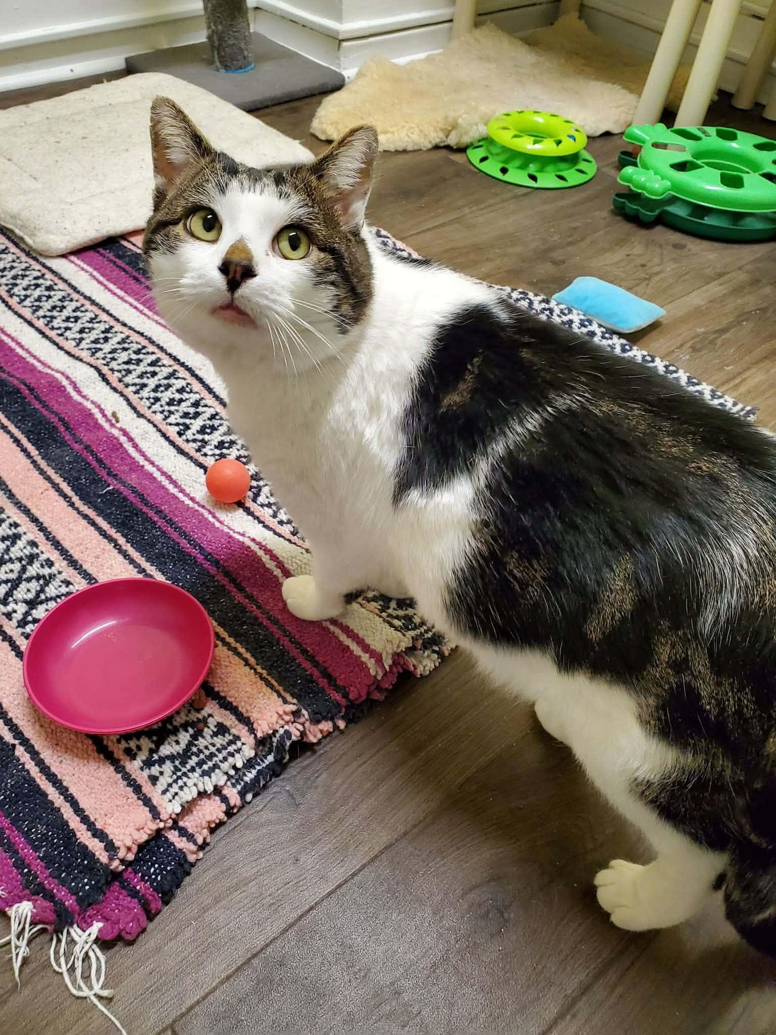 Enlarge Sam, a ADOPTABLE Domestic Short Hair in Little Falls, NY image 3/3