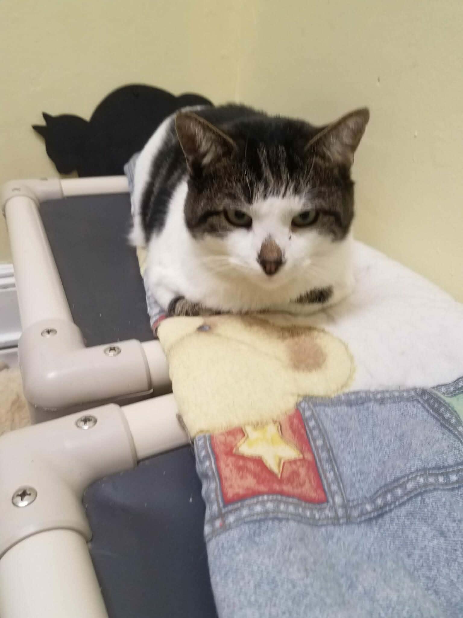 Enlarge Sam, a ADOPTABLE Domestic Short Hair in Little Falls, NY image 2/3