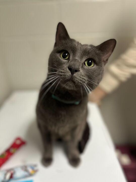 Dixon, ADOPTABLE, Senior Male Domestic Short Hair.