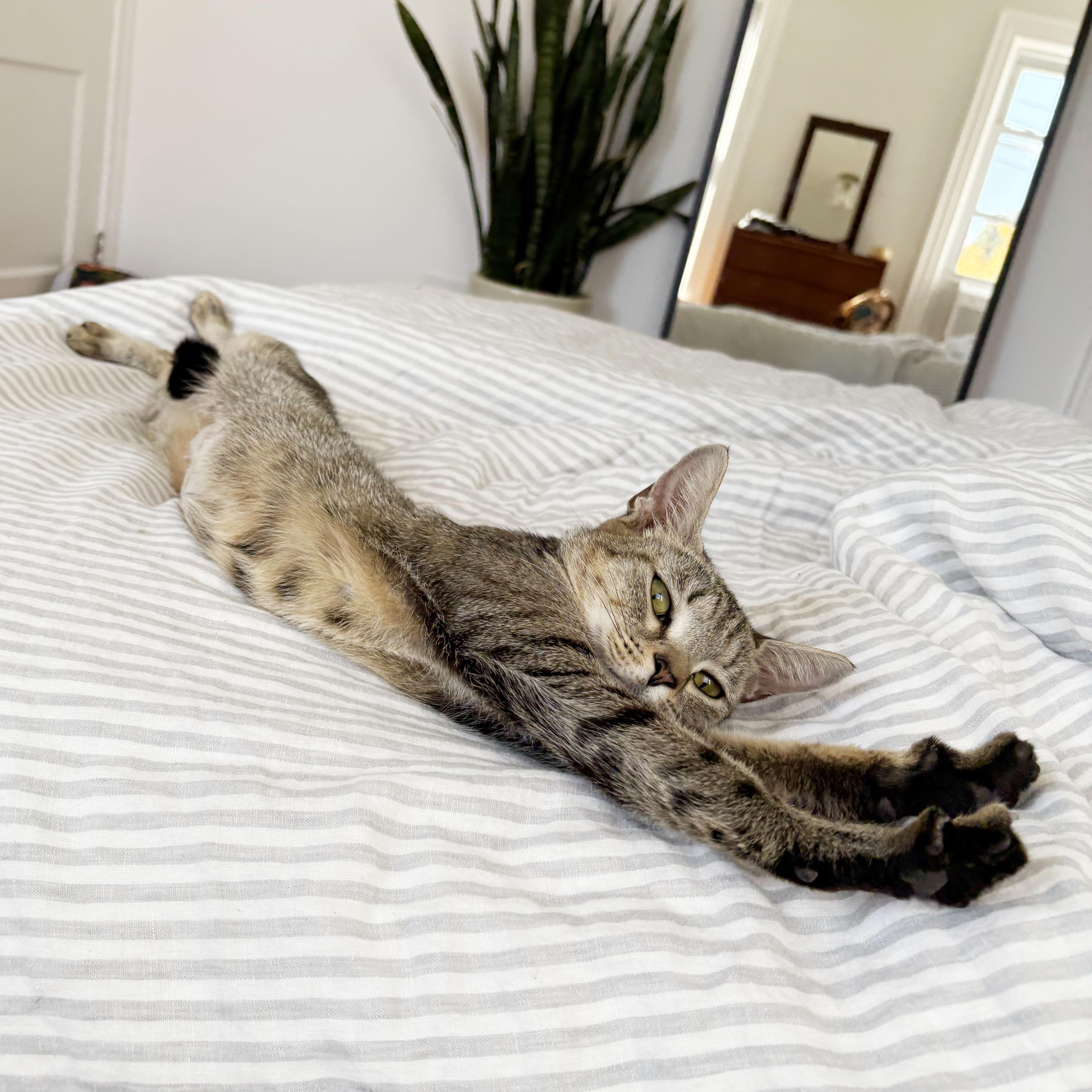 Enlarge New York, a Adoptable Domestic Short Hair in BROOKLYN, NY image 3/6