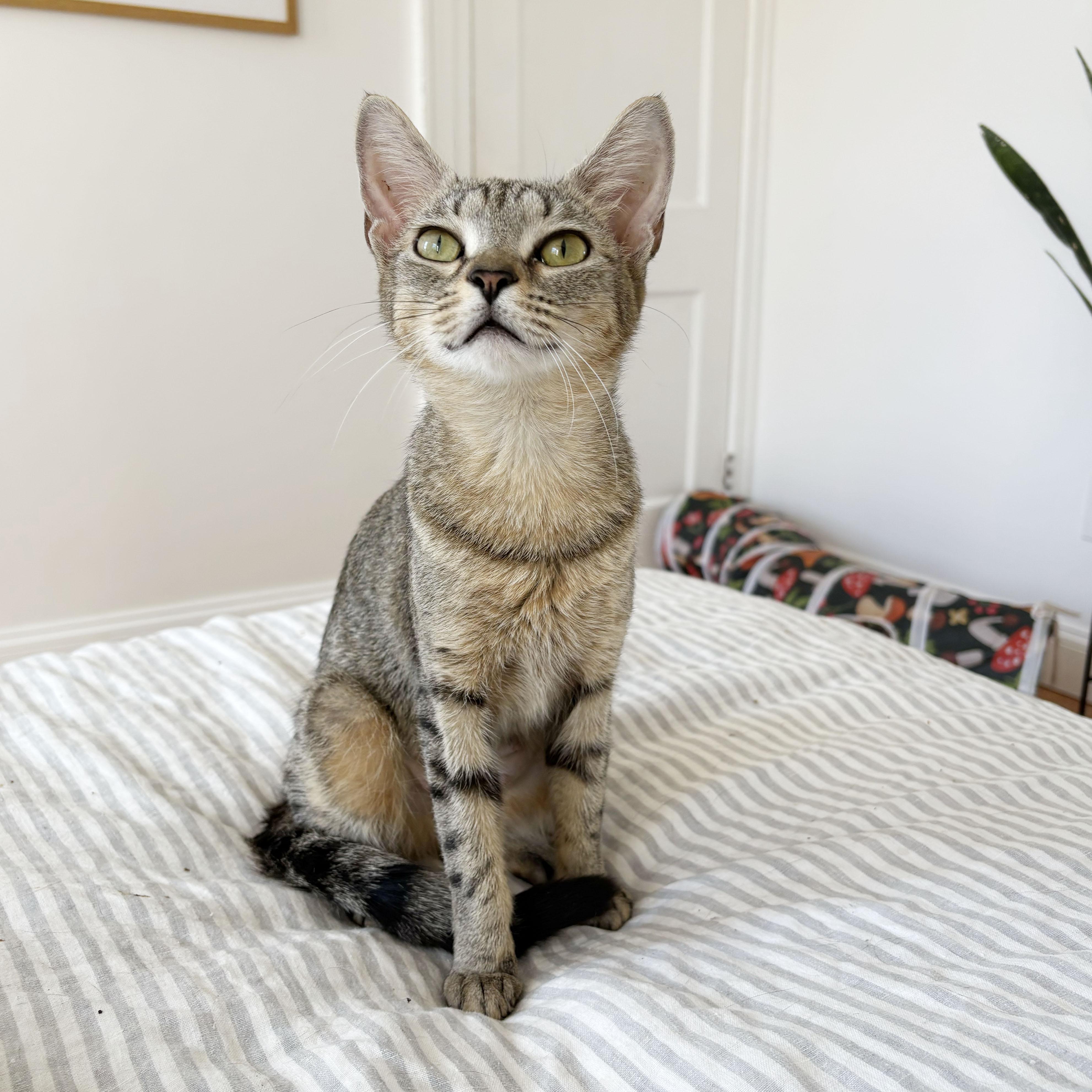 Enlarge New York, a Adoptable Domestic Short Hair in BROOKLYN, NY image 4/6