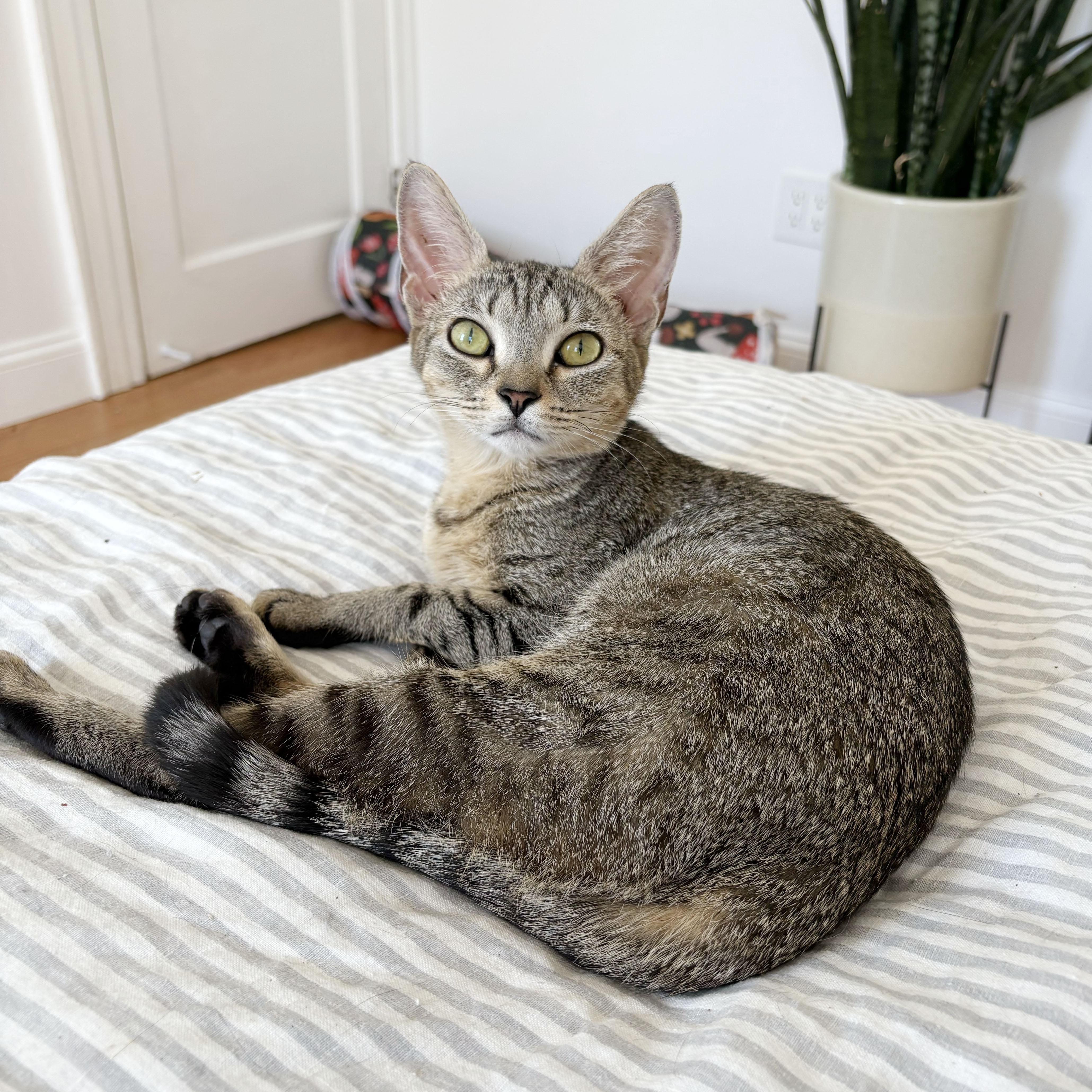 Enlarge New York, a Adoptable Domestic Short Hair in BROOKLYN, NY image 2/6