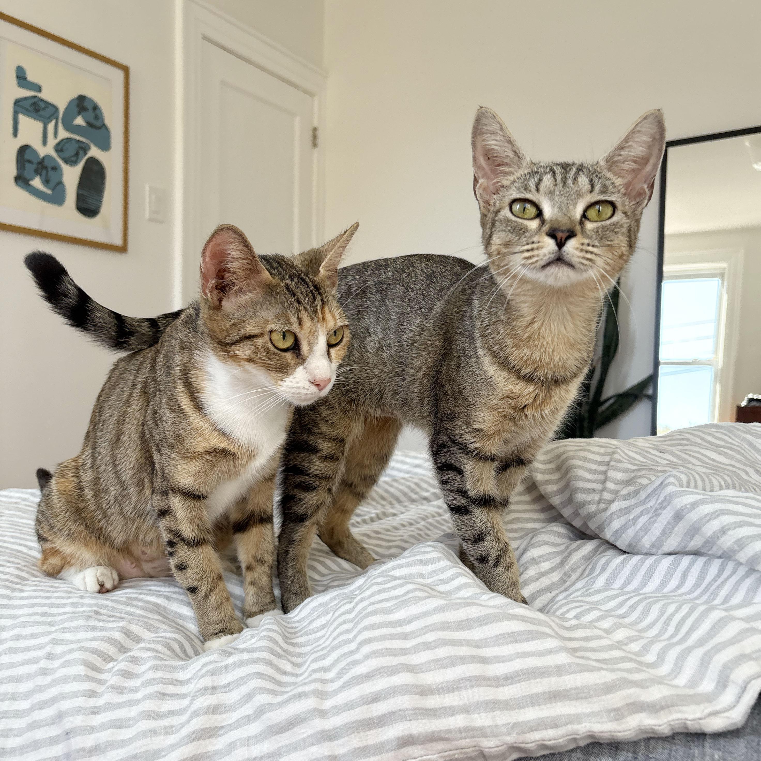 Enlarge New York, a Adoptable Domestic Short Hair in BROOKLYN, NY image 5/6